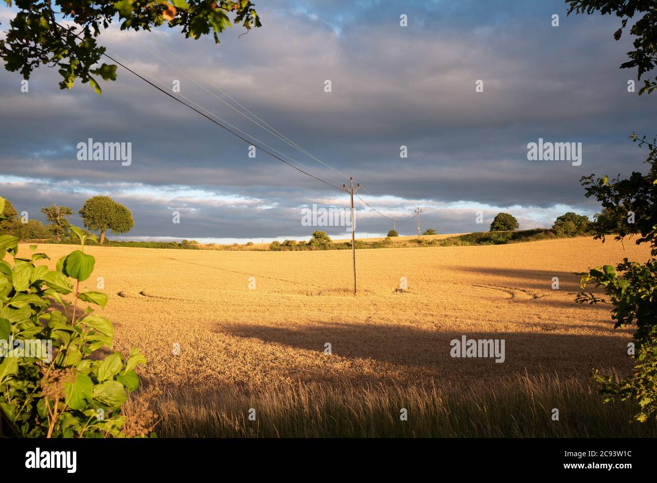 Image prise de la route des terres agricoles vallonnées. Le mât du télégraphe fournit un point d'intérêt encadré par le feuillage. Pris au coucher du soleil le soir d'une grande luminosité Banque D'Images