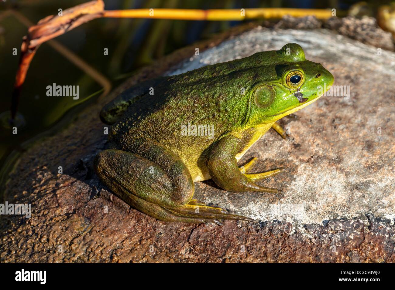 Arouaouaron américain (Lithobates catesbeianus ou Rana catersbeiana), E N America, par James D Coppinger/Dembinsky photo Assoc Banque D'Images