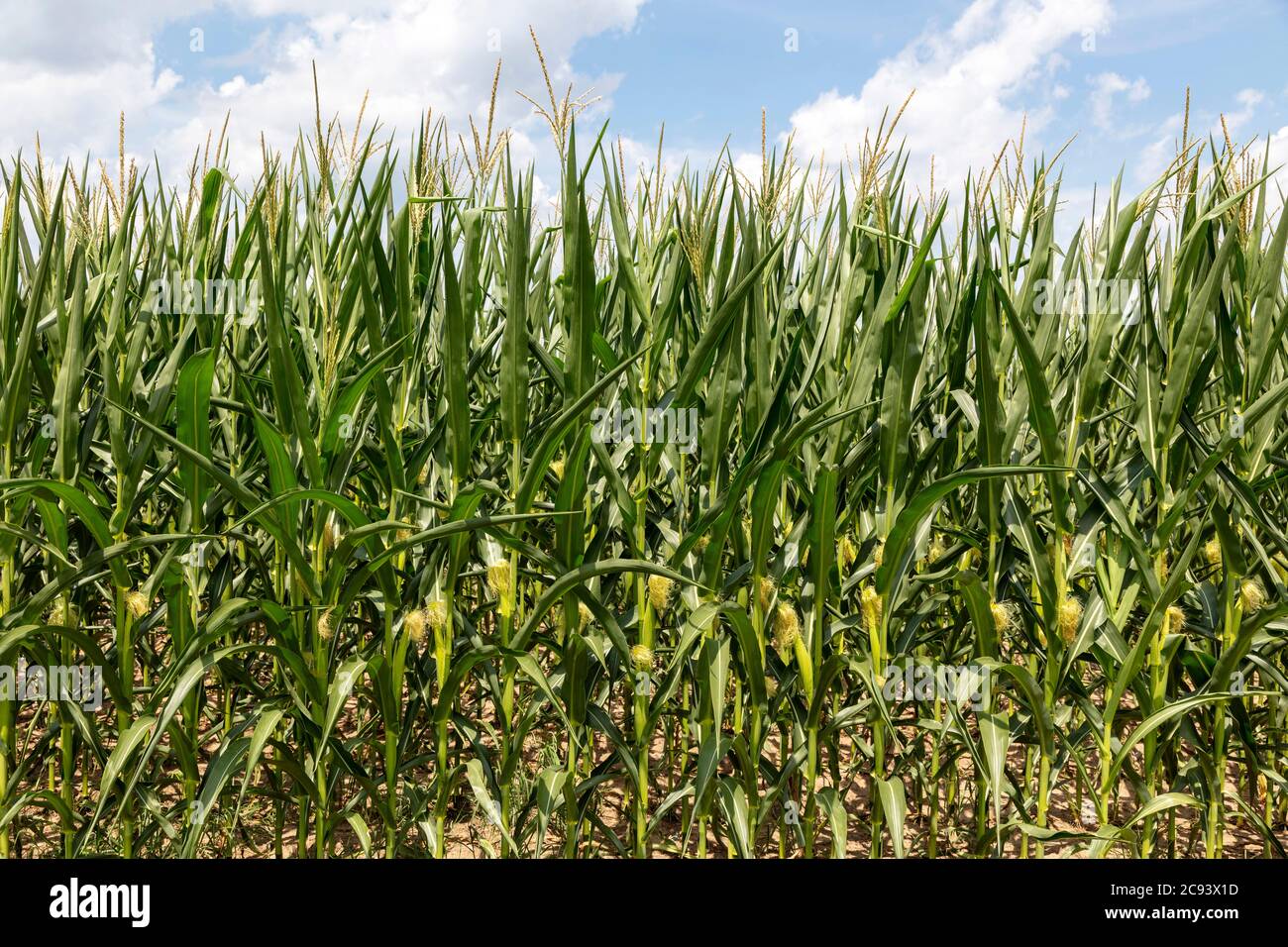 Maïs cultivé, ferme, mi-été, E USA, par James D Coppinger/Dembinsky photo Assoc Banque D'Images
