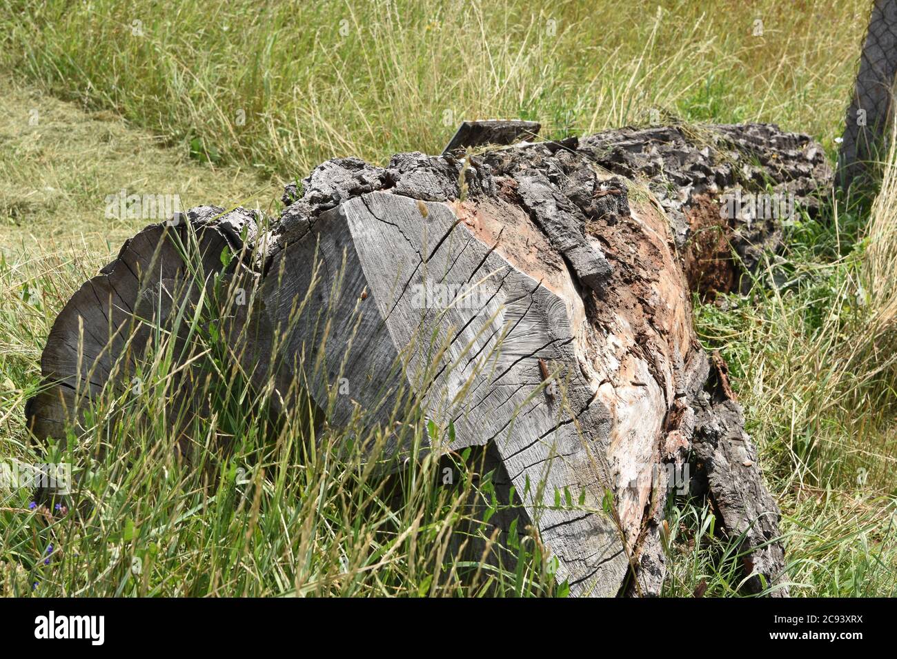 Couper le tronc d'arbre séché dans de l'herbe jaune et verte haute près du piquet de béton de la clôture à maillons de chaîne pendant l'été. Banque D'Images