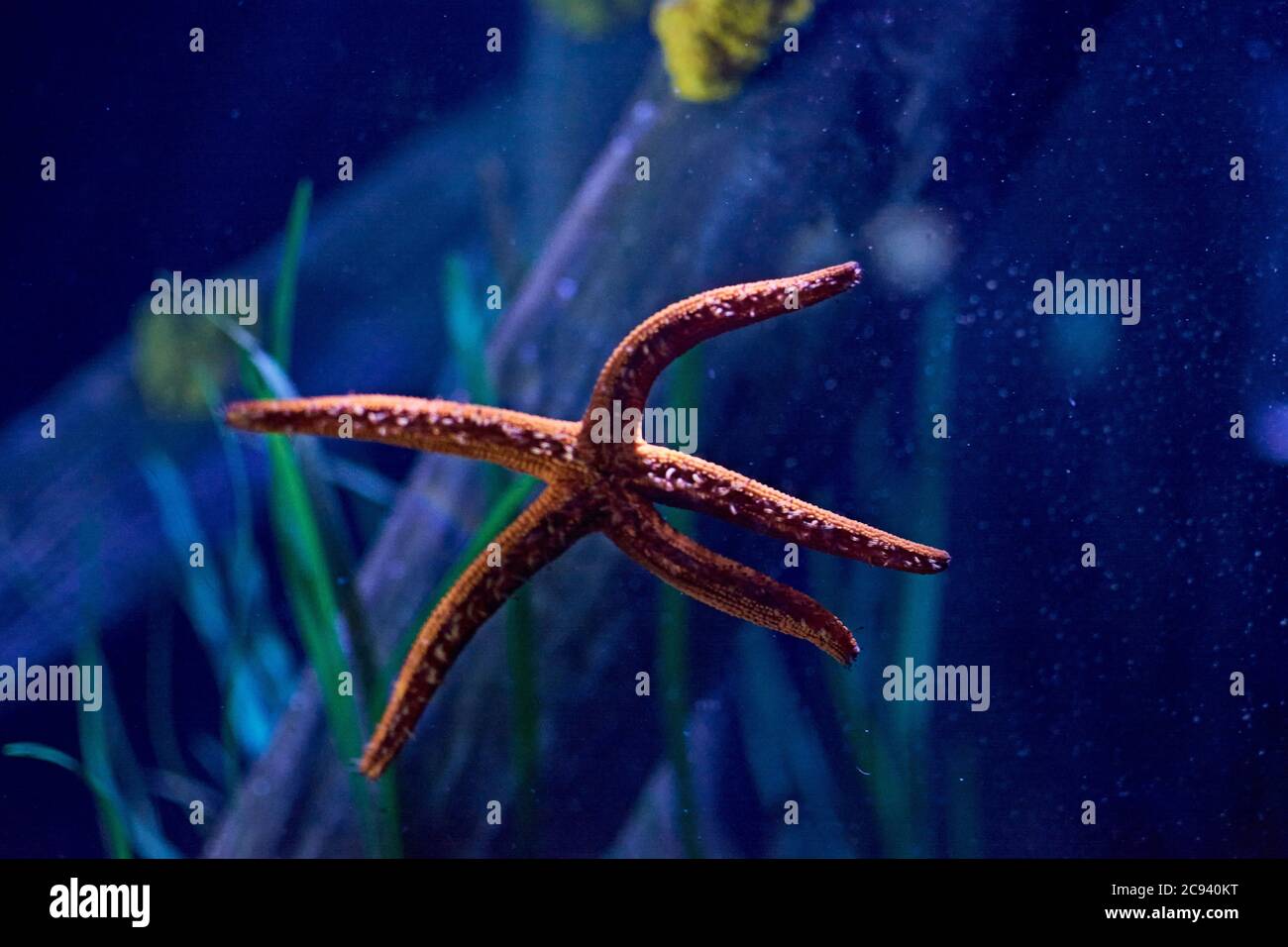 Starfish sur bois au fond de la mer, coloré, beau, de nombreuses couleurs Banque D'Images