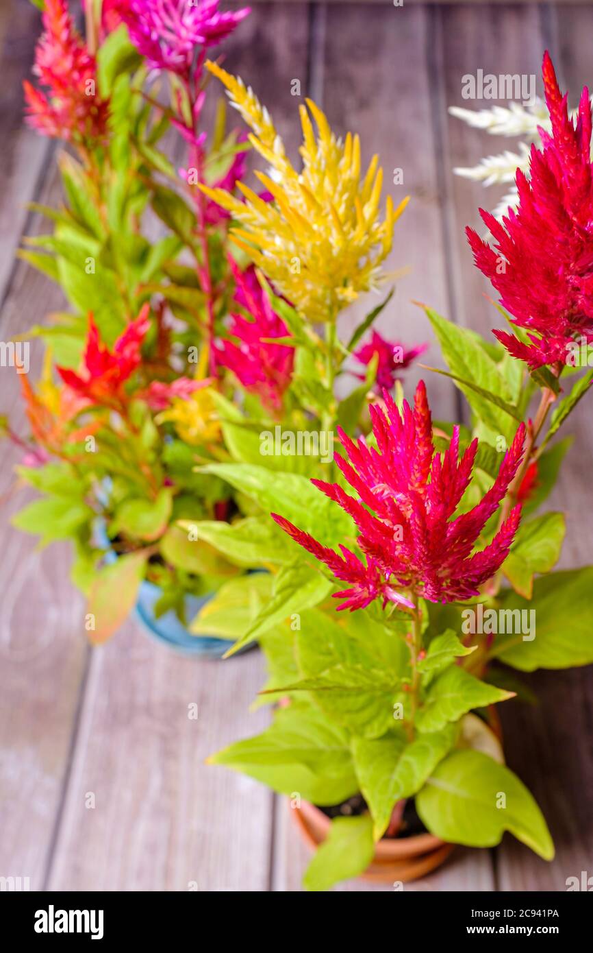 Fleurs colorées et velues sur une plante en fleur Banque D'Images