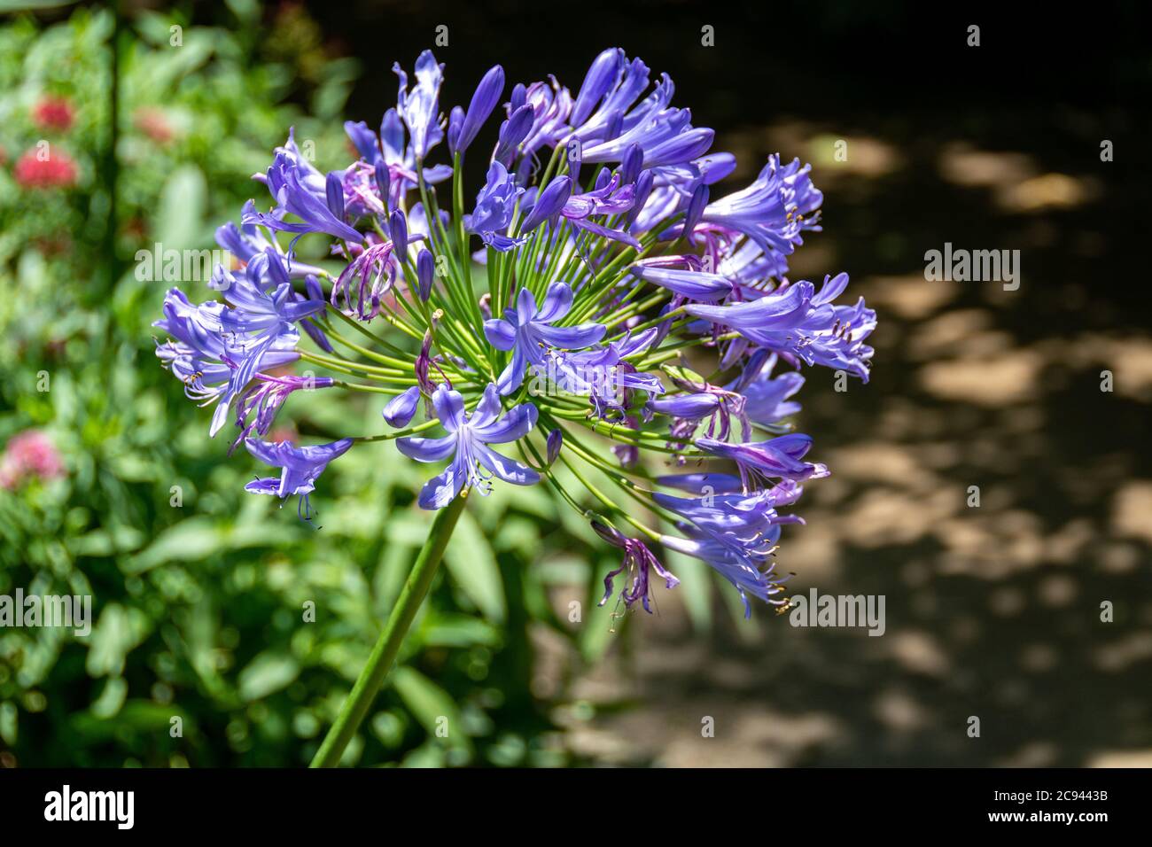 Décoration bleu foncé agapanthus Lily du Nil, dans laquelle les fleurs se contrastent magnifiquement avec le vert de la plante dans un jardin de papillons. Banque D'Images