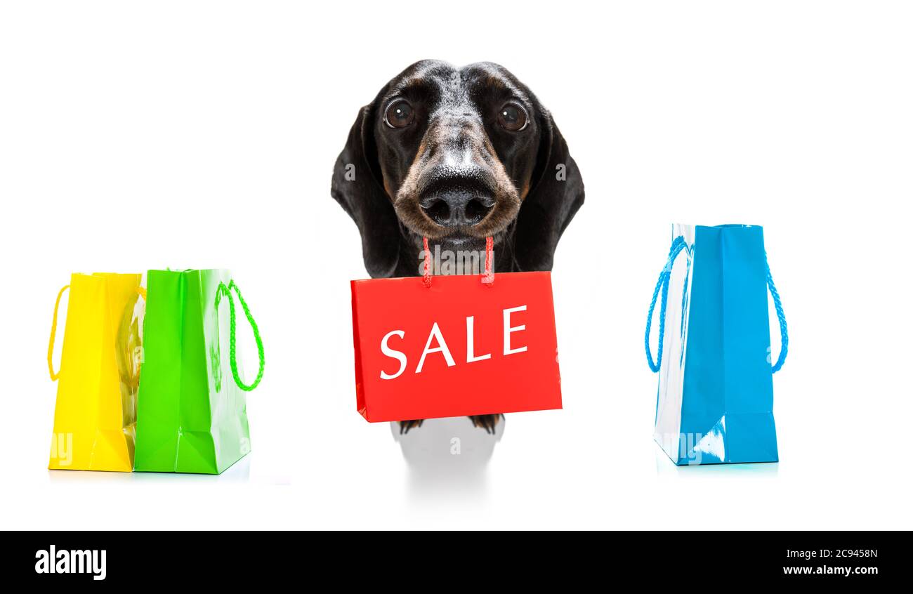 chien de saucisse de dachshund avec sacs de shopping prêts à la réduction et à la vente au centre commercial, isolé sur fond blanc Banque D'Images