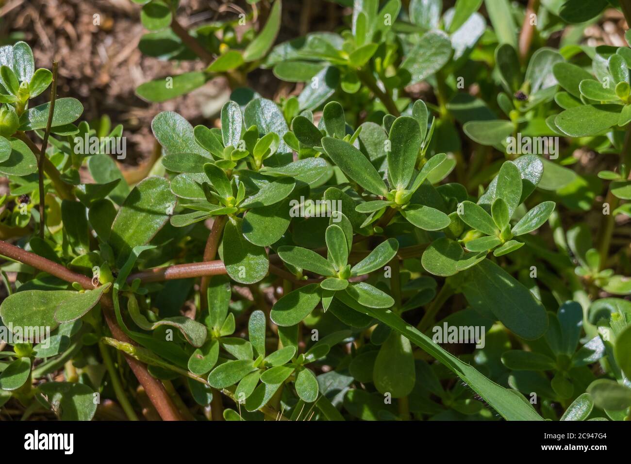 plante purslane portulaca oleracea vue rapprochée avec la lumière du soleil Banque D'Images