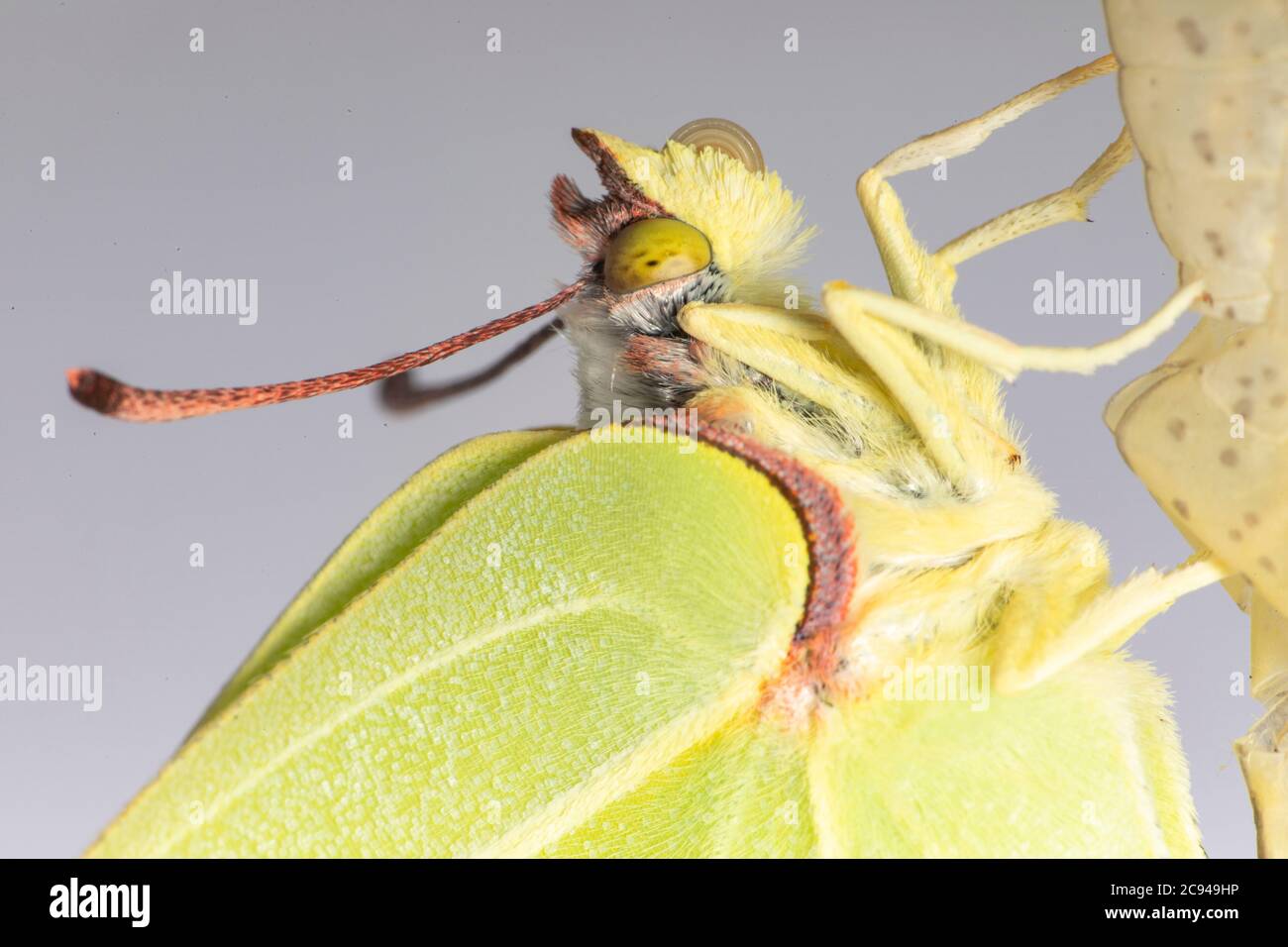 Un papillon commun (Gonepteryx rhamni) qui émerge du chrysallis. Banque D'Images