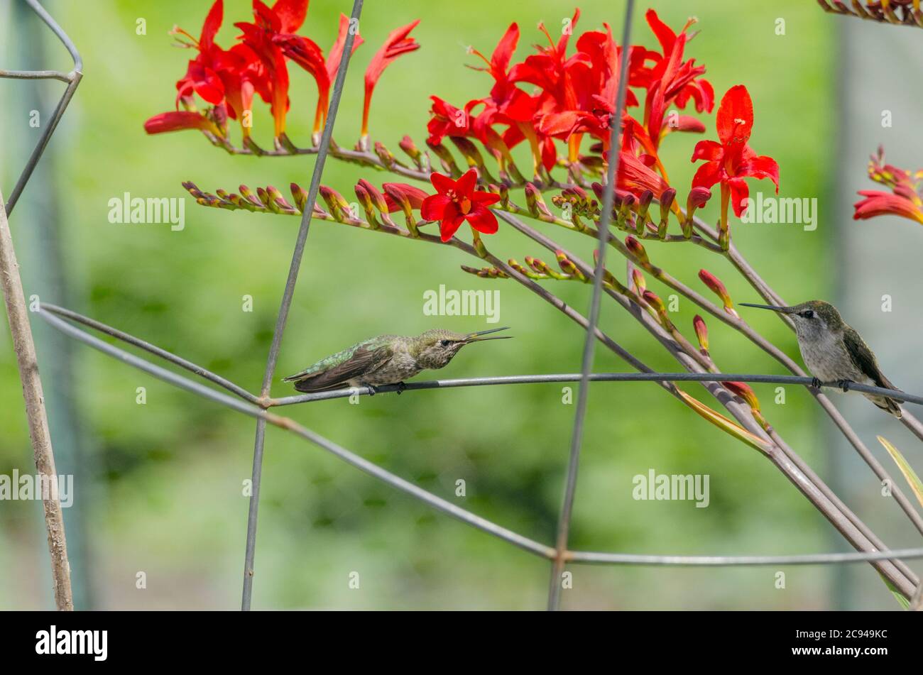 Deux colibris d'Anna se querellent au-dessus du territoire près des fleurs de crocosmia rouge dans un jardin communautaire à Redmond, Washington. Banque D'Images