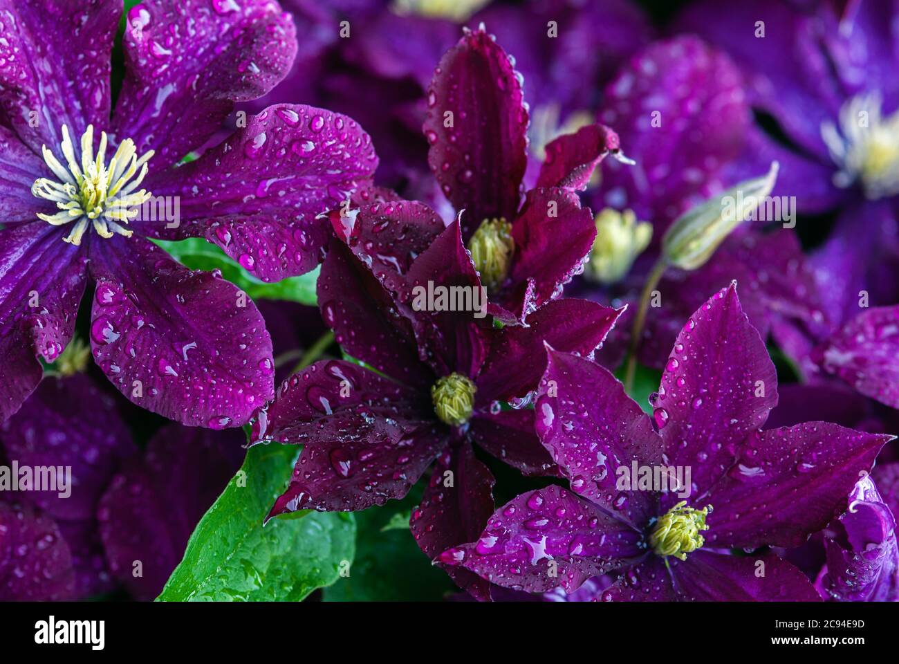 Fleurs de clématis pourpres (Clematis viticella) dans les gouttes d'eau après la pluie Banque D'Images
