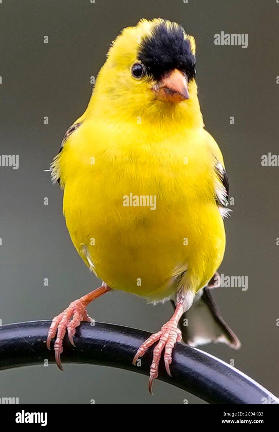 Peluche jaune Finch. Banque D'Images