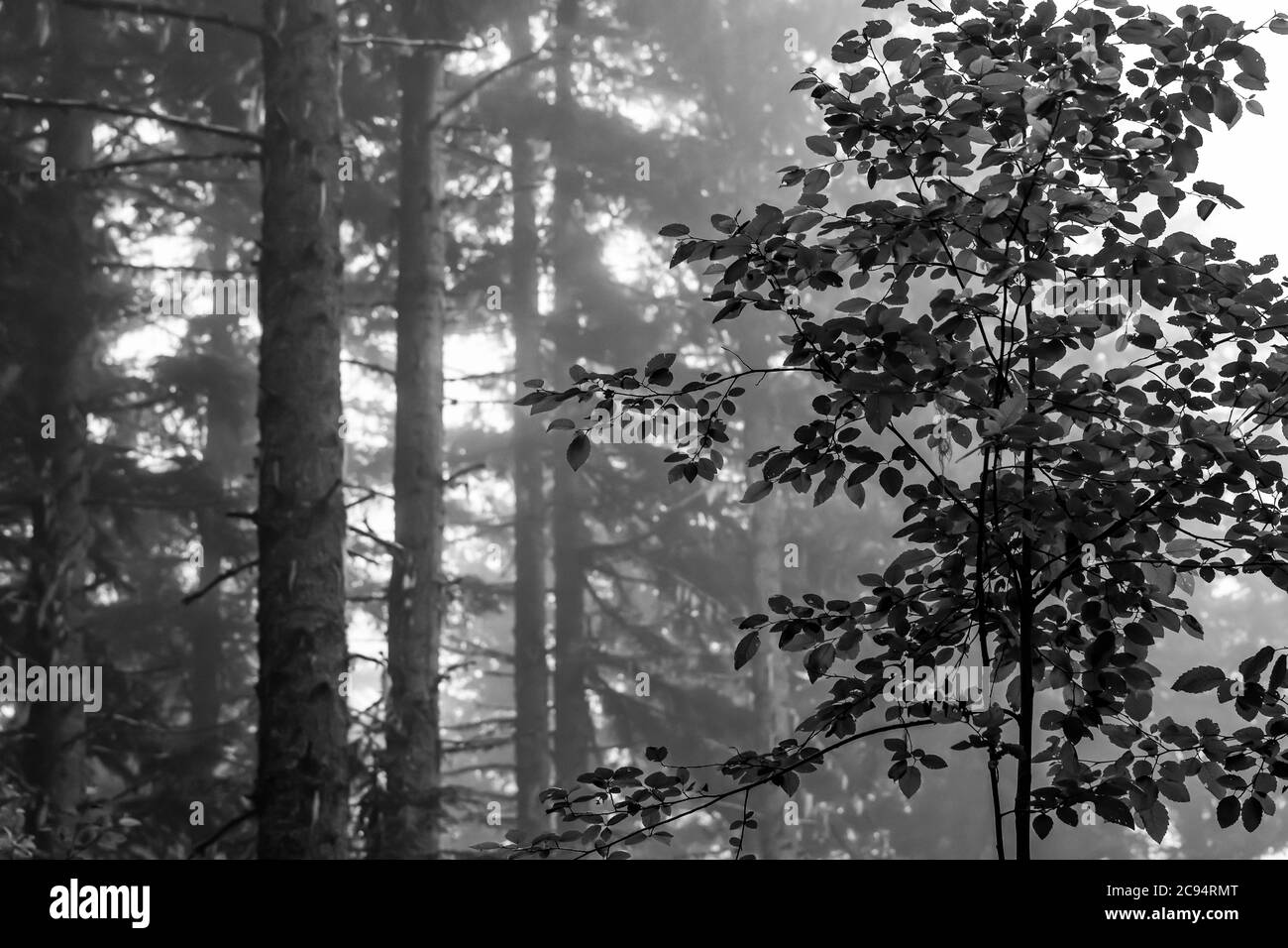 Forêt de conifères dans une matinée d'été brumeuse dans la forêt nationale de Gifford Pinchot, État de Washington, États-Unis Banque D'Images Forêt de conifères dans une matinée d'été brumeuse dans la forêt nationale de Gifford Pinchot, État de Washington, États-Unis Banque D'Images