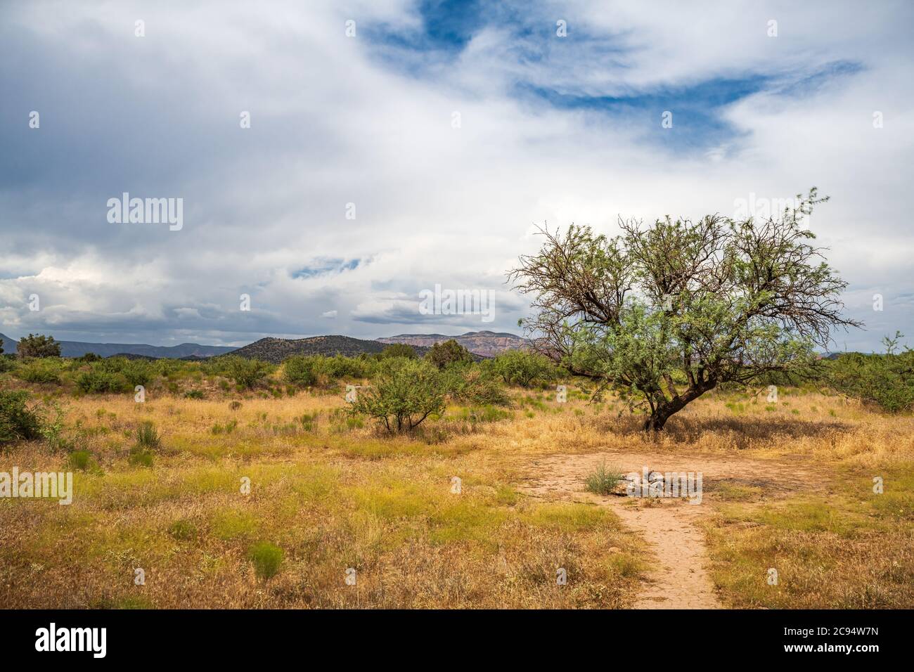 Un arbre de Mesquite dans une zone herbacée du désert avant une mousson d'été Banque D'Images