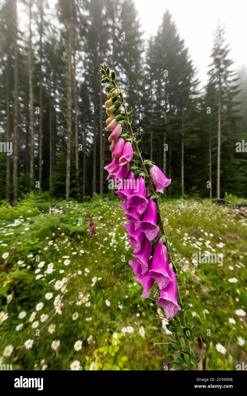 Foxglove, Digitalis purpurea, forêt nationale de Gifford Pinchot, État de Washington, États-Unis Banque D'Images