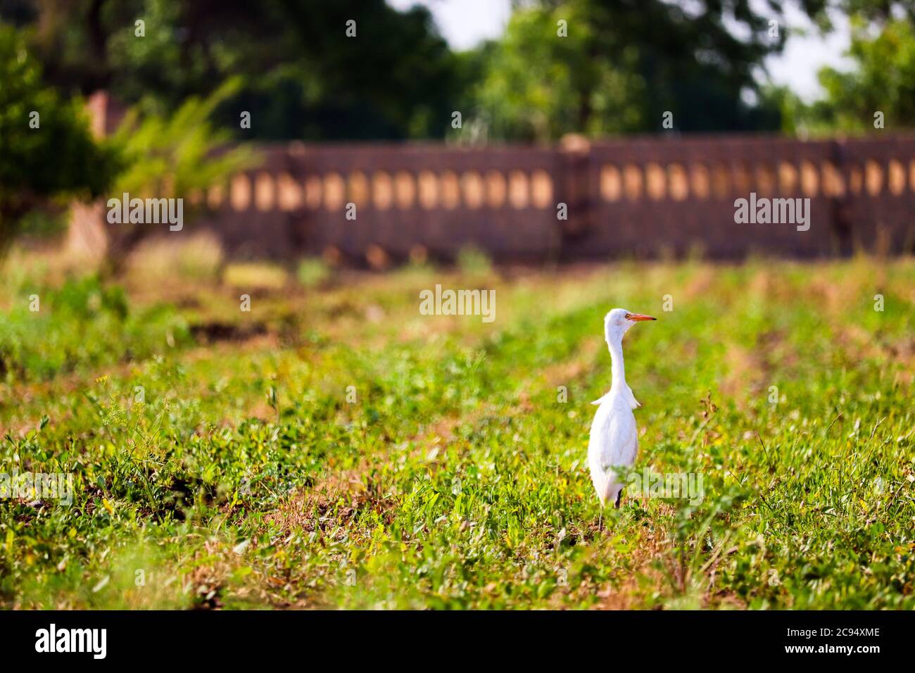 Aigrette enneigée, Photographie d'oiseaux Banque D'Images