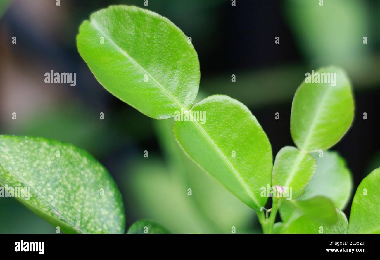 Feuilles de citron vert kaffir sur l'arbre. Banque D'Images