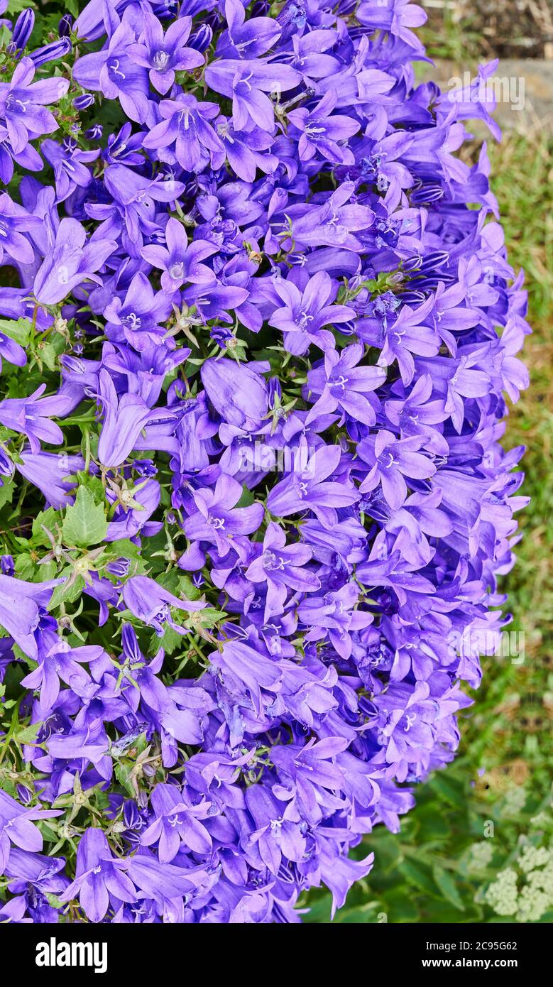 Masse de petites fleurs mauves et violettes sur la plante Dalmation  bellflower ou serbe bellflower (campanula portenschlagiana Photo Stock -  Alamy