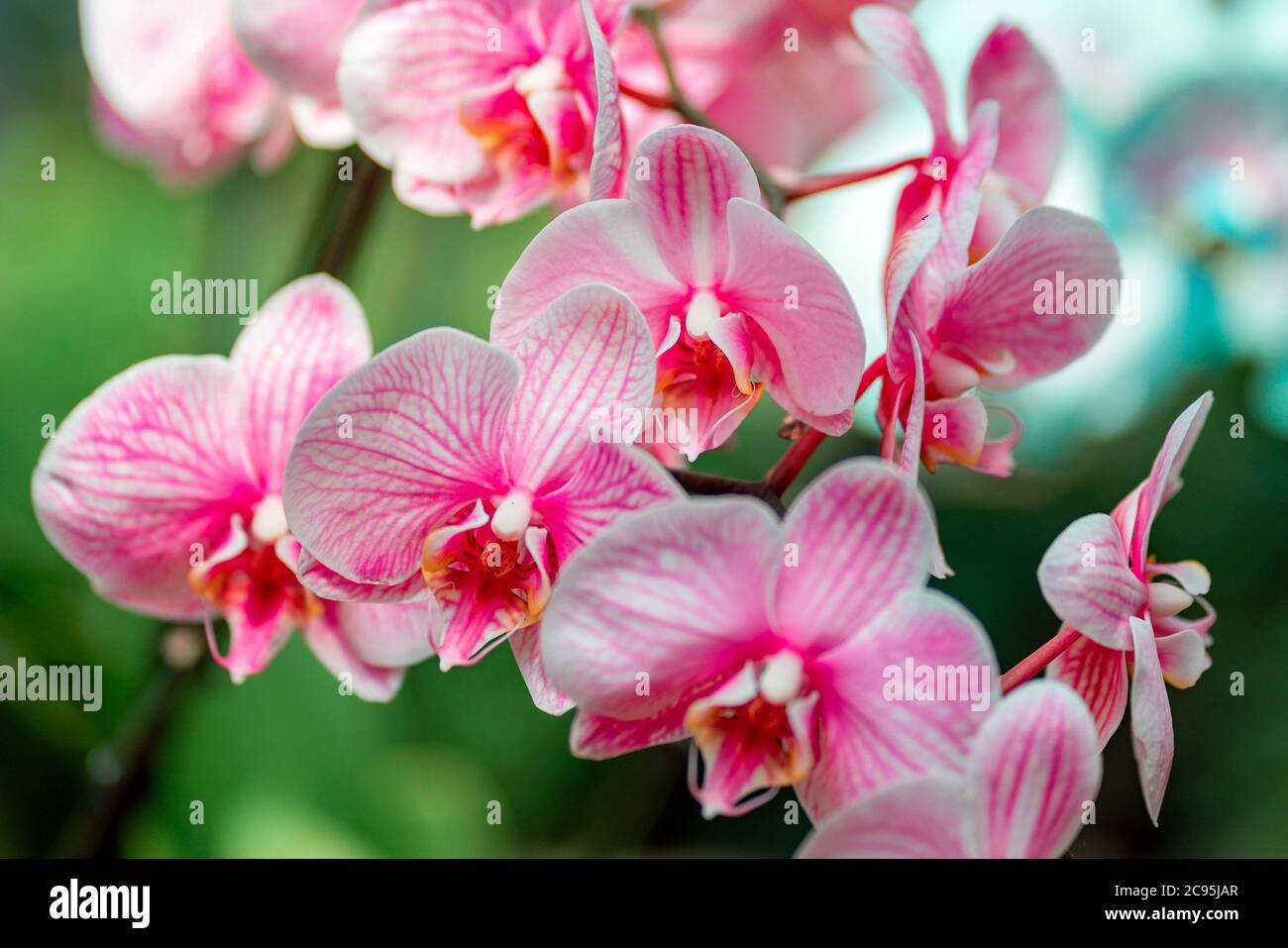Plantes tropicales dans l'arboretum. Feuilles et orchidées sauvages rose-blanc, fleurs en gros plan. Concept de conservation de l'environnement. Banque D'Images