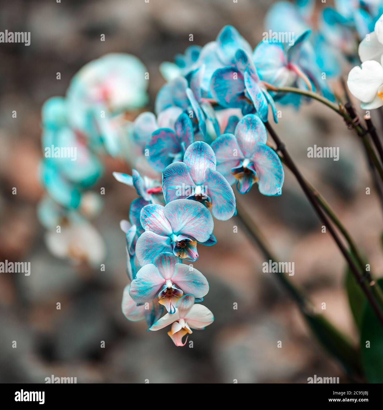 Plantes tropicales dans l'arboretum. Les feuilles et les fleurs d'orchidées bleu sauvage se rapprochent. Concept de conservation de l'environnement. Banque D'Images