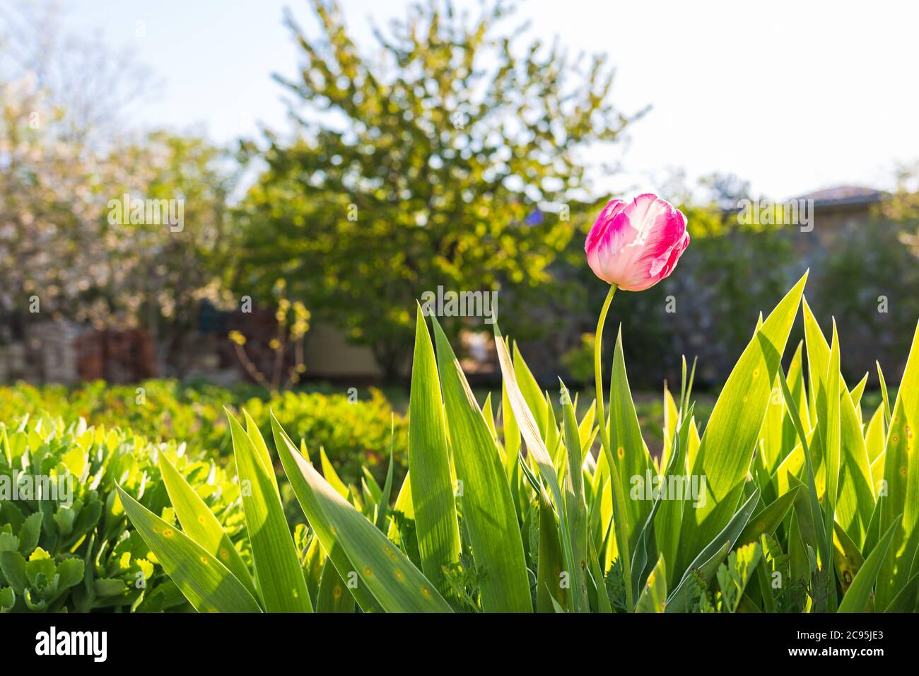 Une tulipe rose fleurit dans le jardin. En arrière-plan, verdure et végétation. Copier l'espace. Banque D'Images