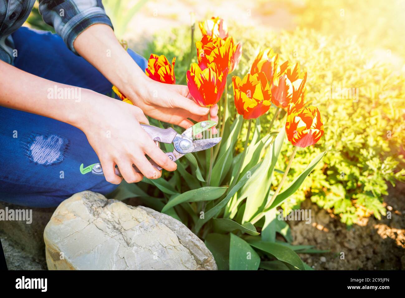 Une femme caucasienne coupe des tulipes rouge-orange dans son jardin. En arrière-plan se trouve un jardin ensoleillé. Fermez les mains. Soleil. Banque D'Images