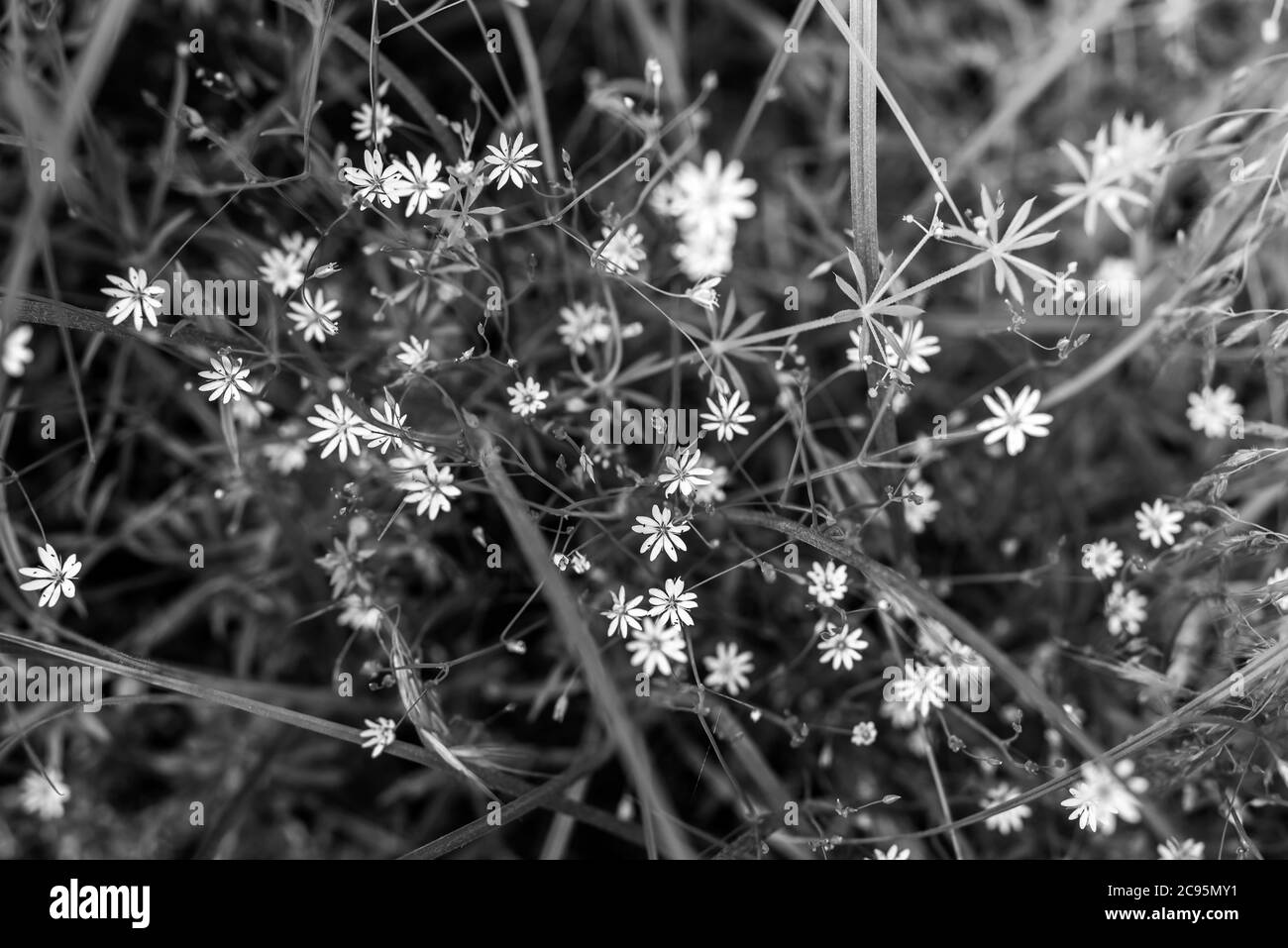 Belles pâquerettes au soleil. Arrière-plan été avec fleurs sauvages avec espace pour le texte Banque D'Images