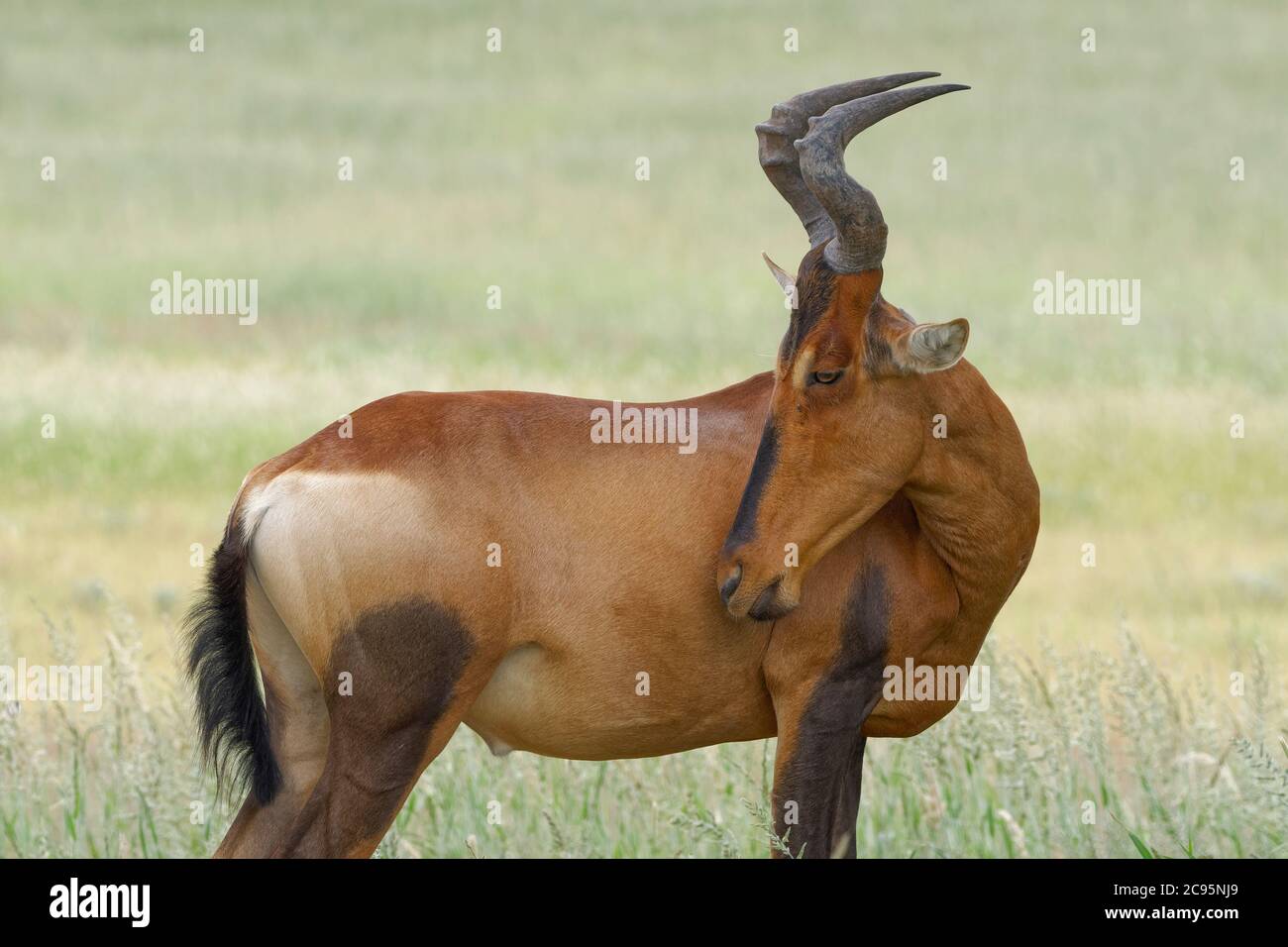 Hartebeest rouge (Alcelaphus buselaphus caama), homme adulte debout dans la haute herbe, Parc transfrontalier de Kgalagadi, Cap Nord, Afrique du Sud, Afrique Banque D'Images