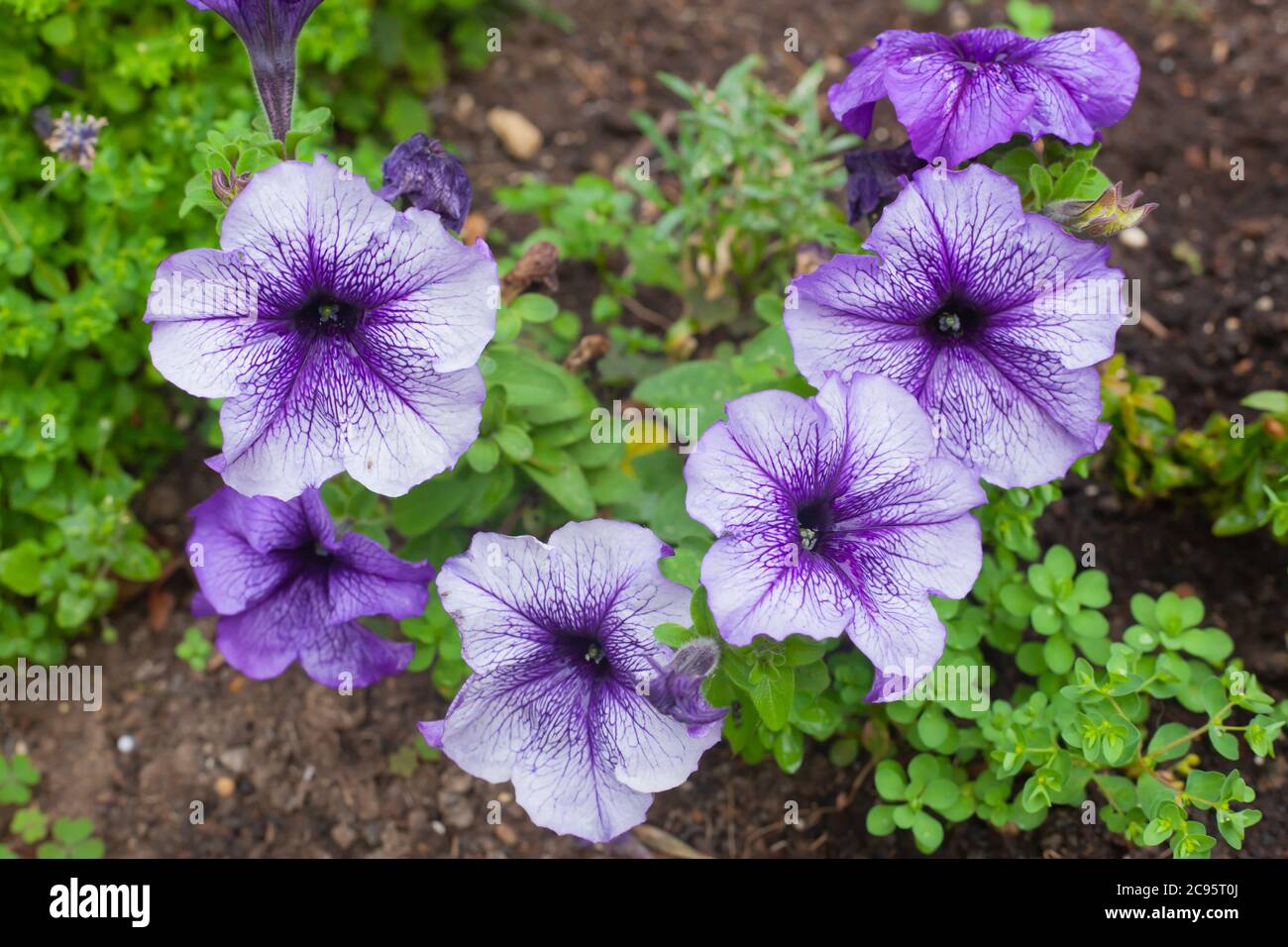 Concepts de jardinage - gros plan de la variété Wave pétunias / Petunia x hybrida ' Sweet Sunshine ' Banque D'Images