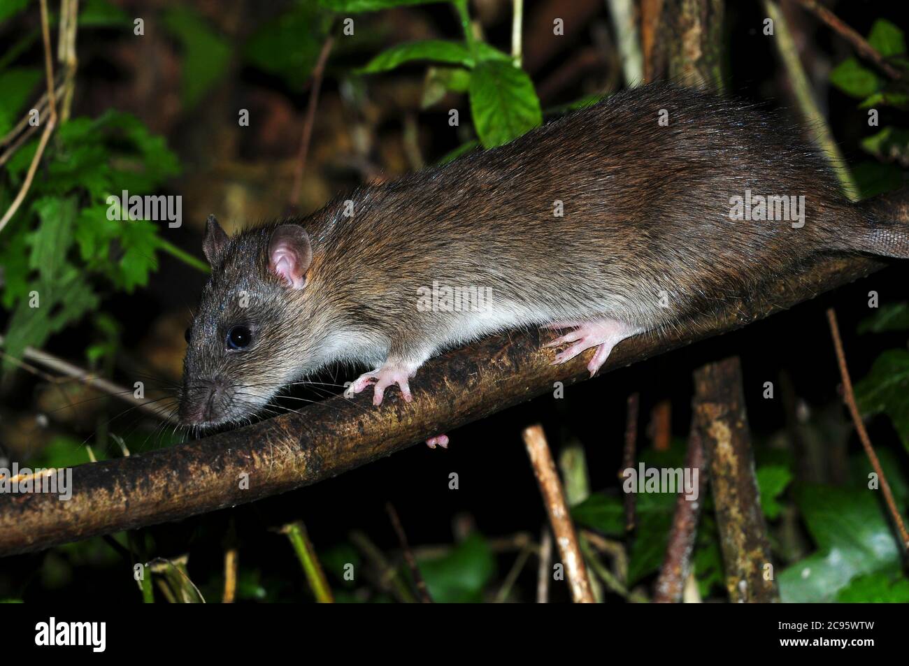 rat brun Banque D'Images