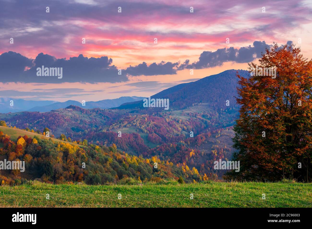 paysage rural automnal au crépuscule. belle campagne en montagne. arbres en automne feuillage sur collines verdoyantes. nuages spectaculaires au-dessus du lointain Banque D'Images