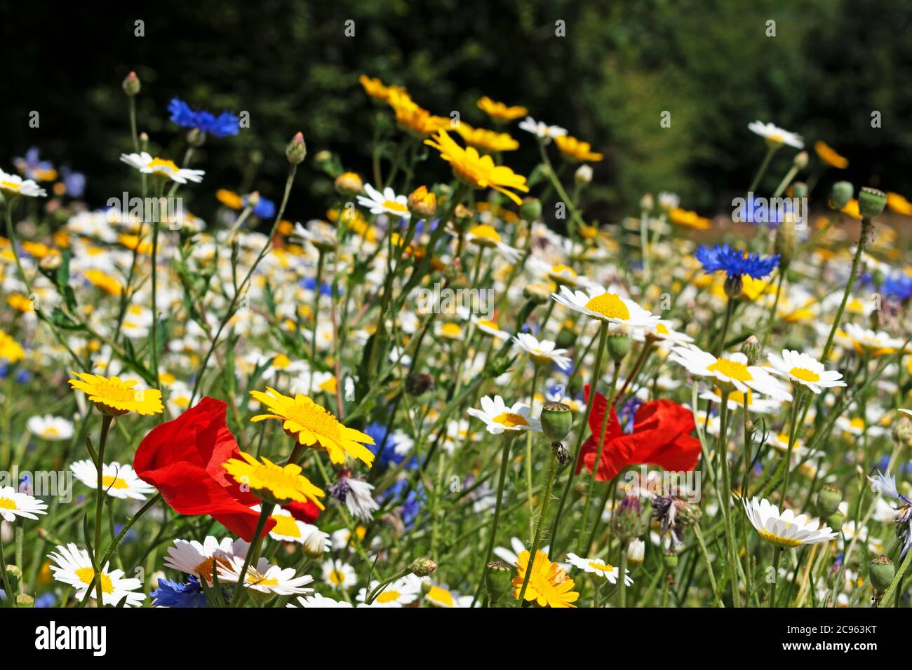 Prairie de fleurs sauvages indigènes Banque D'Images