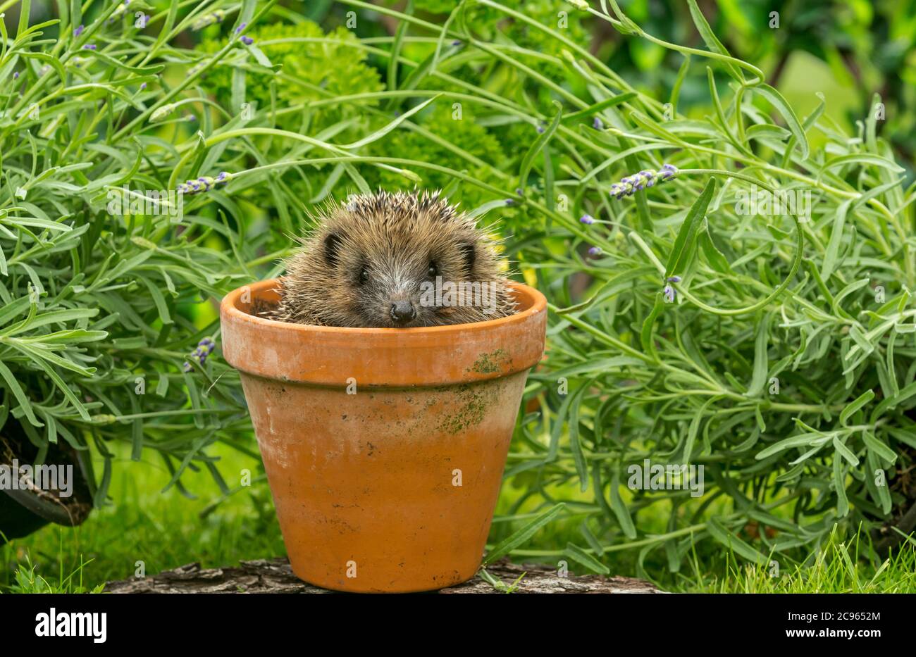 Hedgehog (nom scientifique ou latin : erinaceus Europaeus). Mignon, jeune, hérisson européen face à l'avant à l'intérieur d'une terre cuite pot de plante. Paysage. Banque D'Images