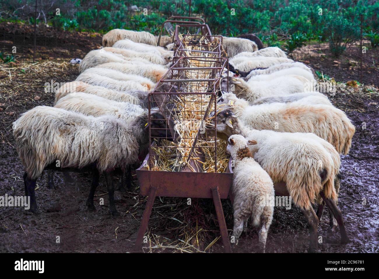Un troupeau de chèvres en pâturage libre. Photographié sur l'île de Crète, Grèce Banque D'Images