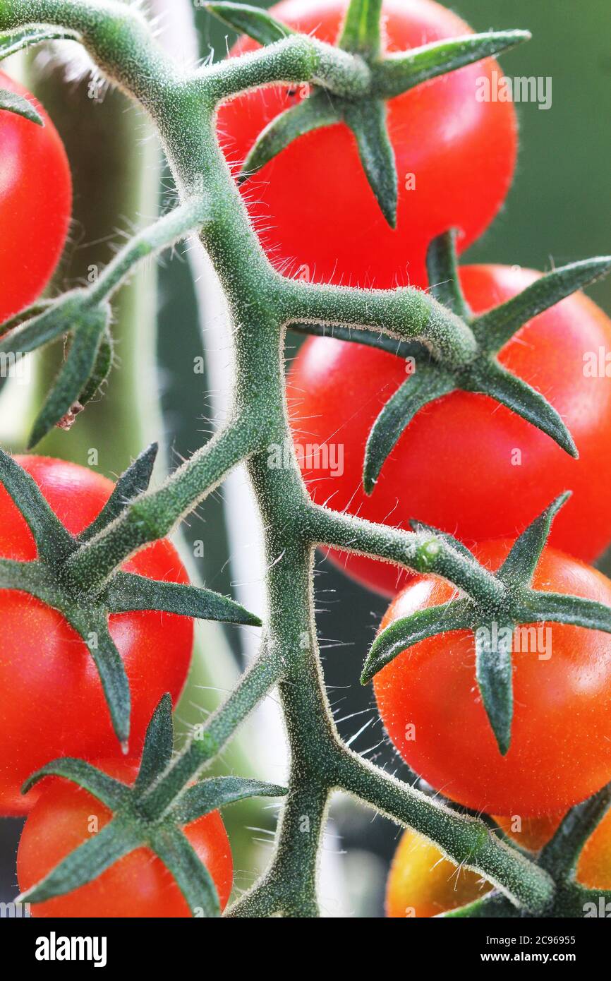 Bouquet de tomates rouges mûres de cerise naturelle poussant dans une serre prête à cueillir Banque D'Images