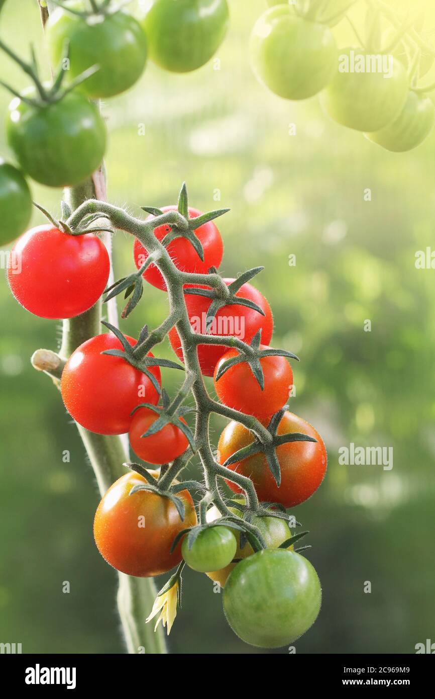 Bouquet de tomates rouges mûres de cerise naturelle poussant dans une serre prête à cueillir Banque D'Images