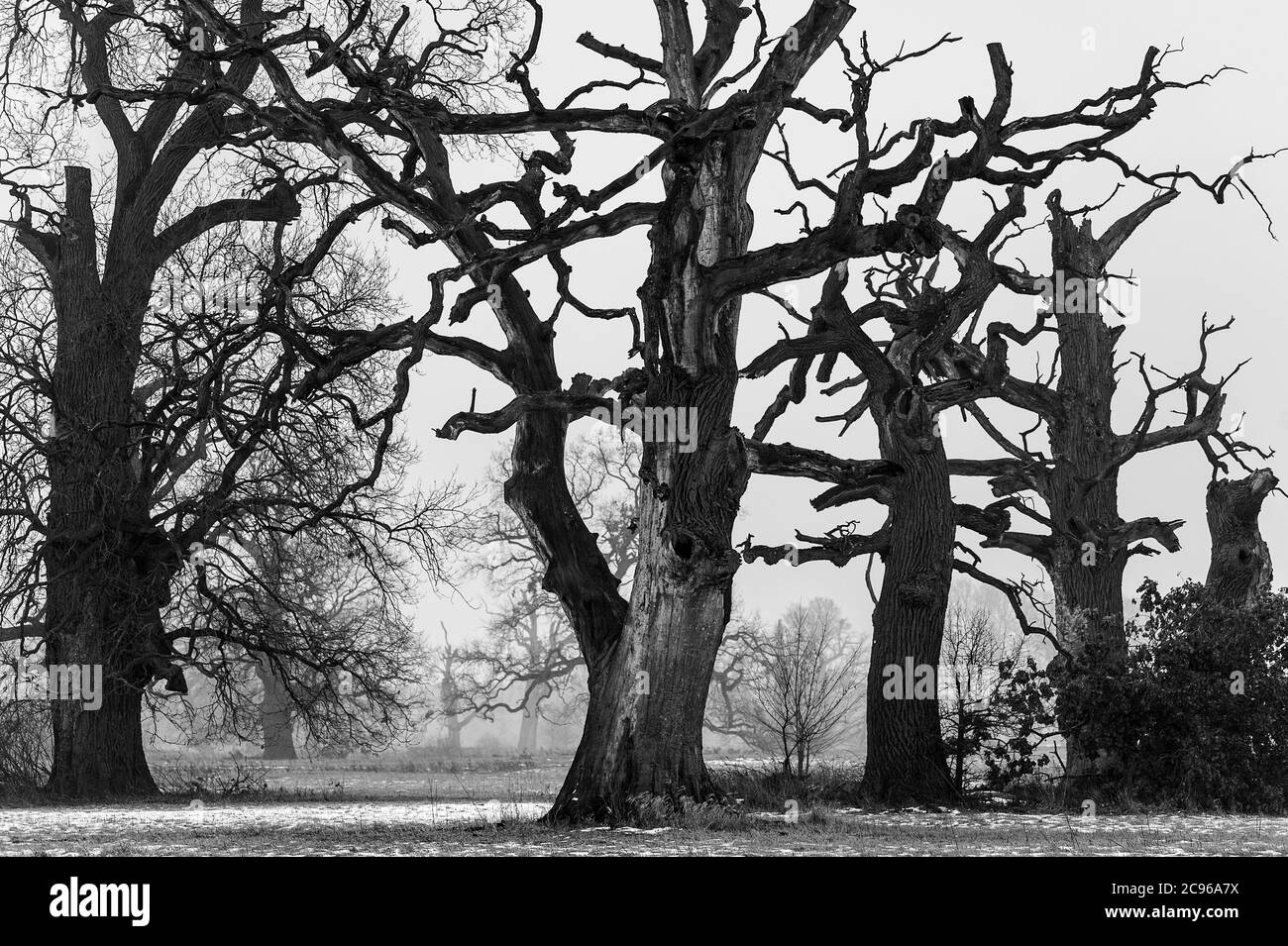 Parc paysager, vallée de Warta Banque D'Images