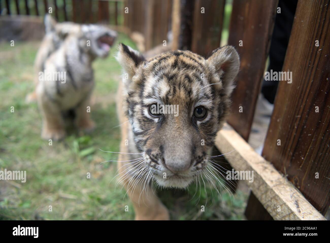 Hailin, province chinoise de Heilongjiang. 29 juillet 2020. Le 29 juillet 2020, le tigre sibérien se frapille au parc du tigre sibérien de Hengdaohezi, dans la province du Heilongjiang, dans le nord-est de la Chine. La Journée internationale annuelle du tigre, également connue sous le nom de Journée mondiale du tigre, est célébrée le 29 juillet. Crédit : Wang Jianwei/Xinhua/Alay Live News Banque D'Images