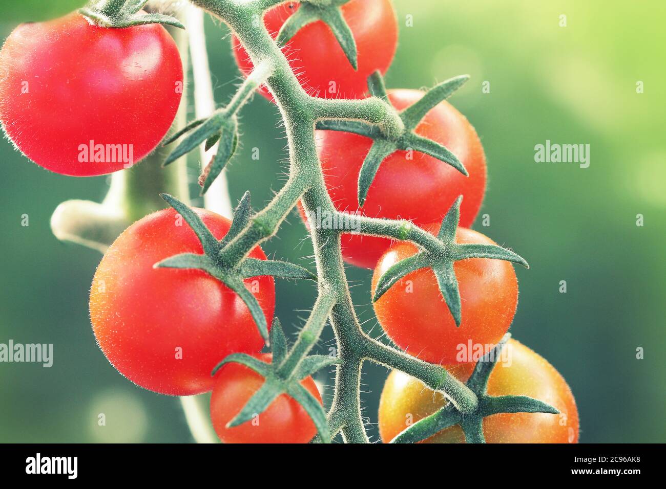 Bouquet de tomates rouges mûres de cerise naturelle poussant dans une serre prête à cueillir Banque D'Images