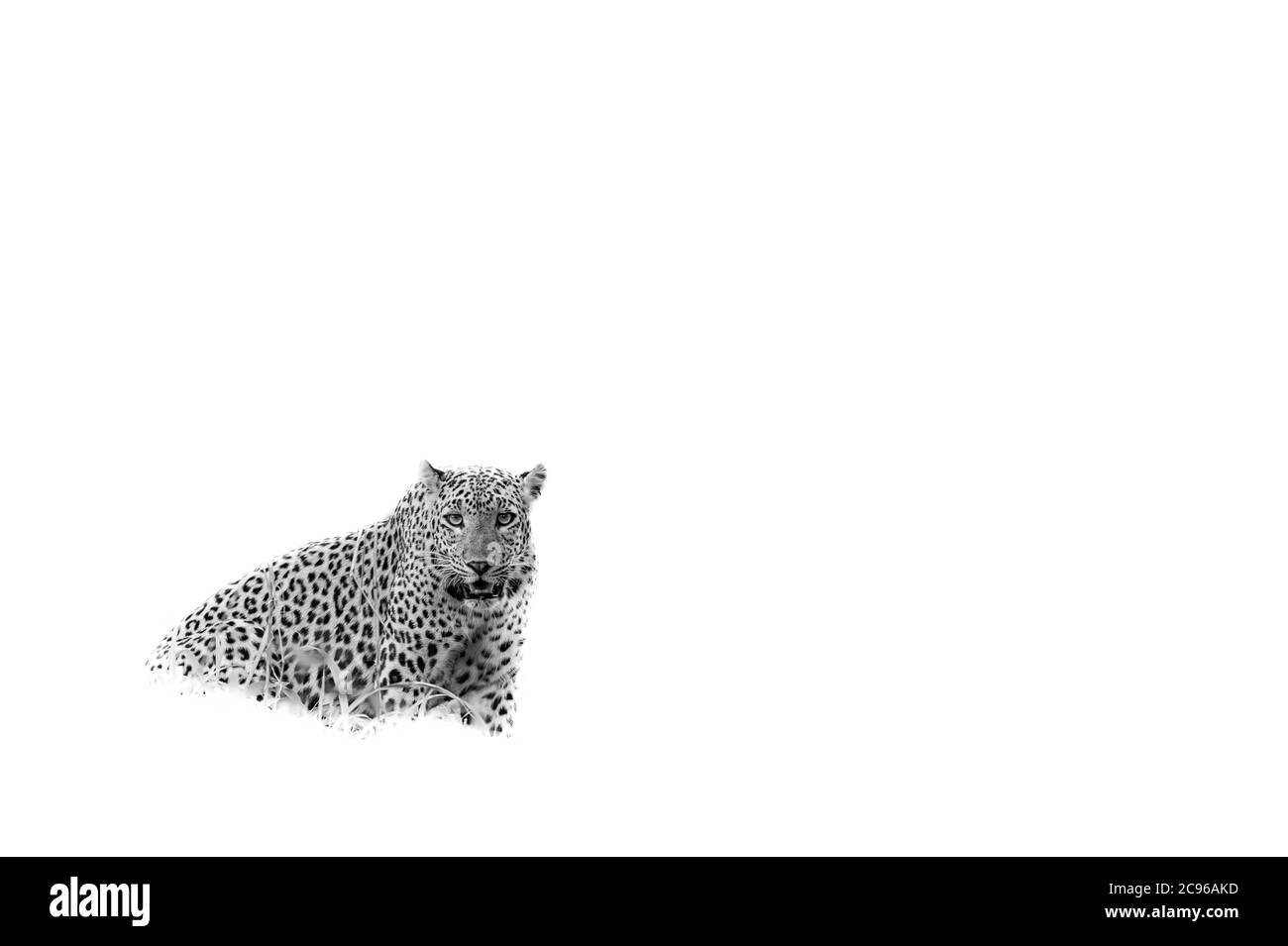 léopard ou panthère sauvage ou panthera pardus fusca sur fond blanc isolé Banque D'Images