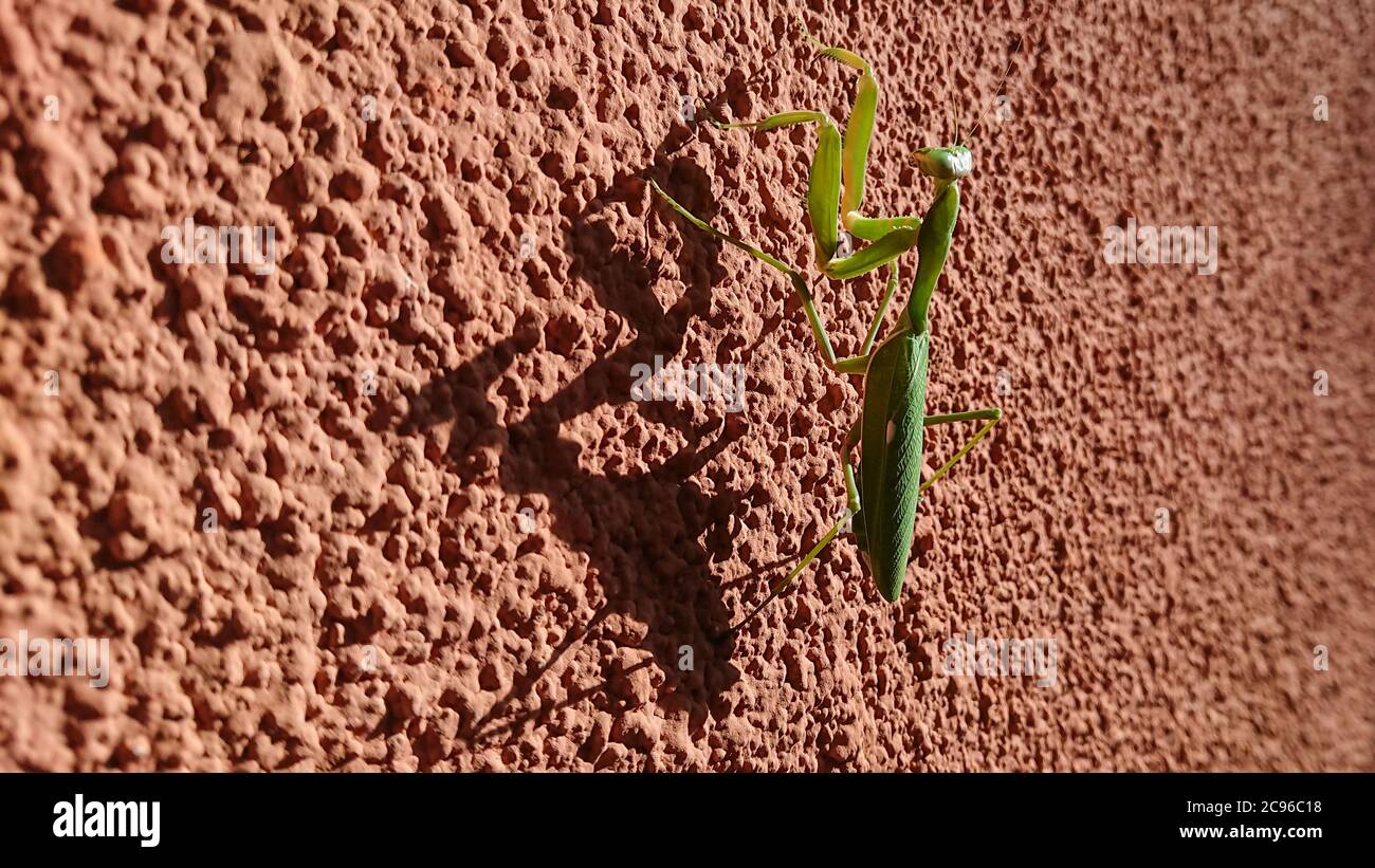 Mantis vert de prière sur le mur brun avec son ombre Banque D'Images