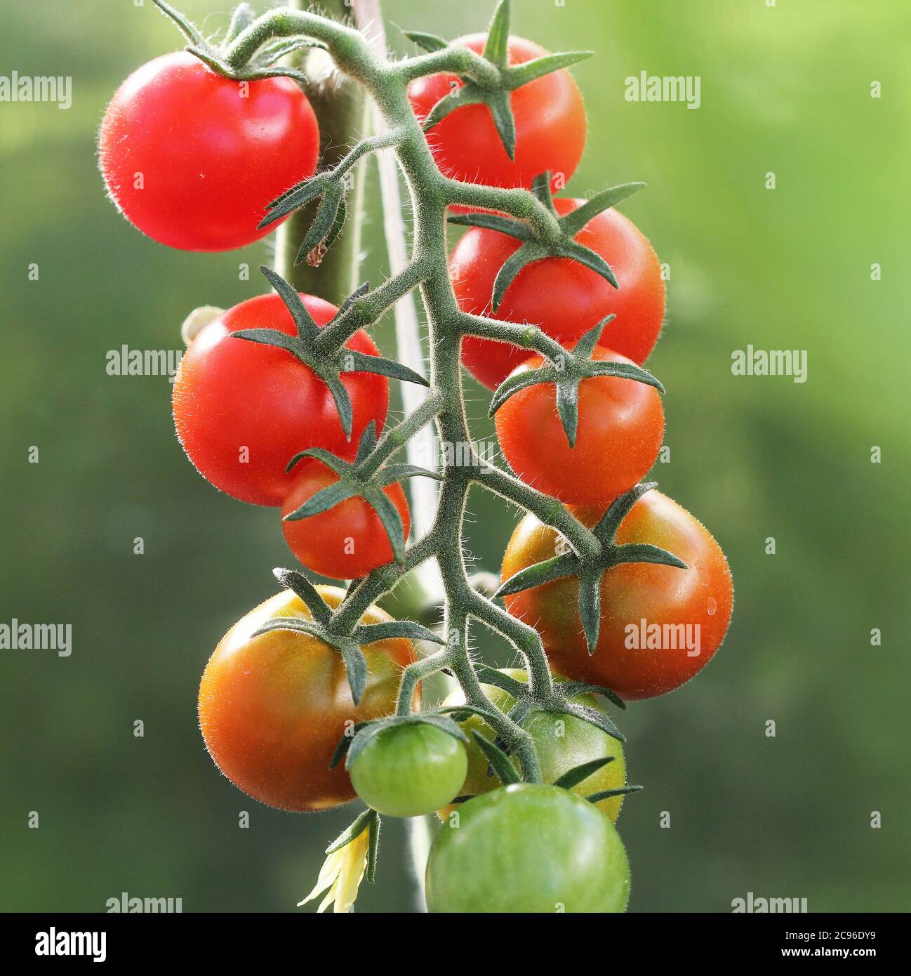Bouquet de tomates rouges mûres de cerise naturelle poussant dans une serre prête à cueillir Banque D'Images