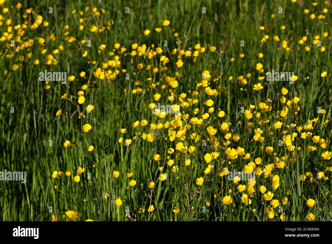 Jardin en Normandie, France. Banque D'Images