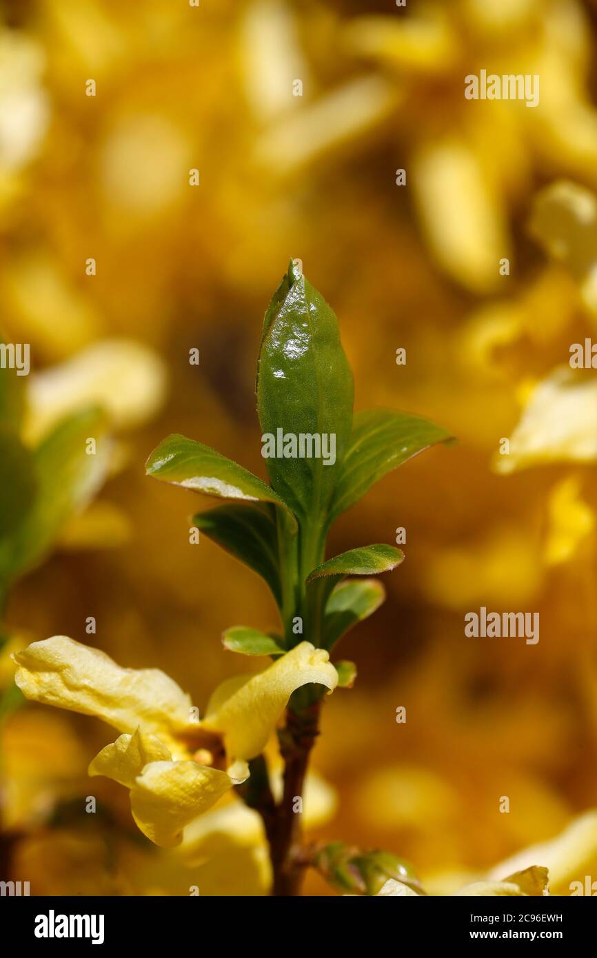 Jeune germe vert. France. Banque D'Images