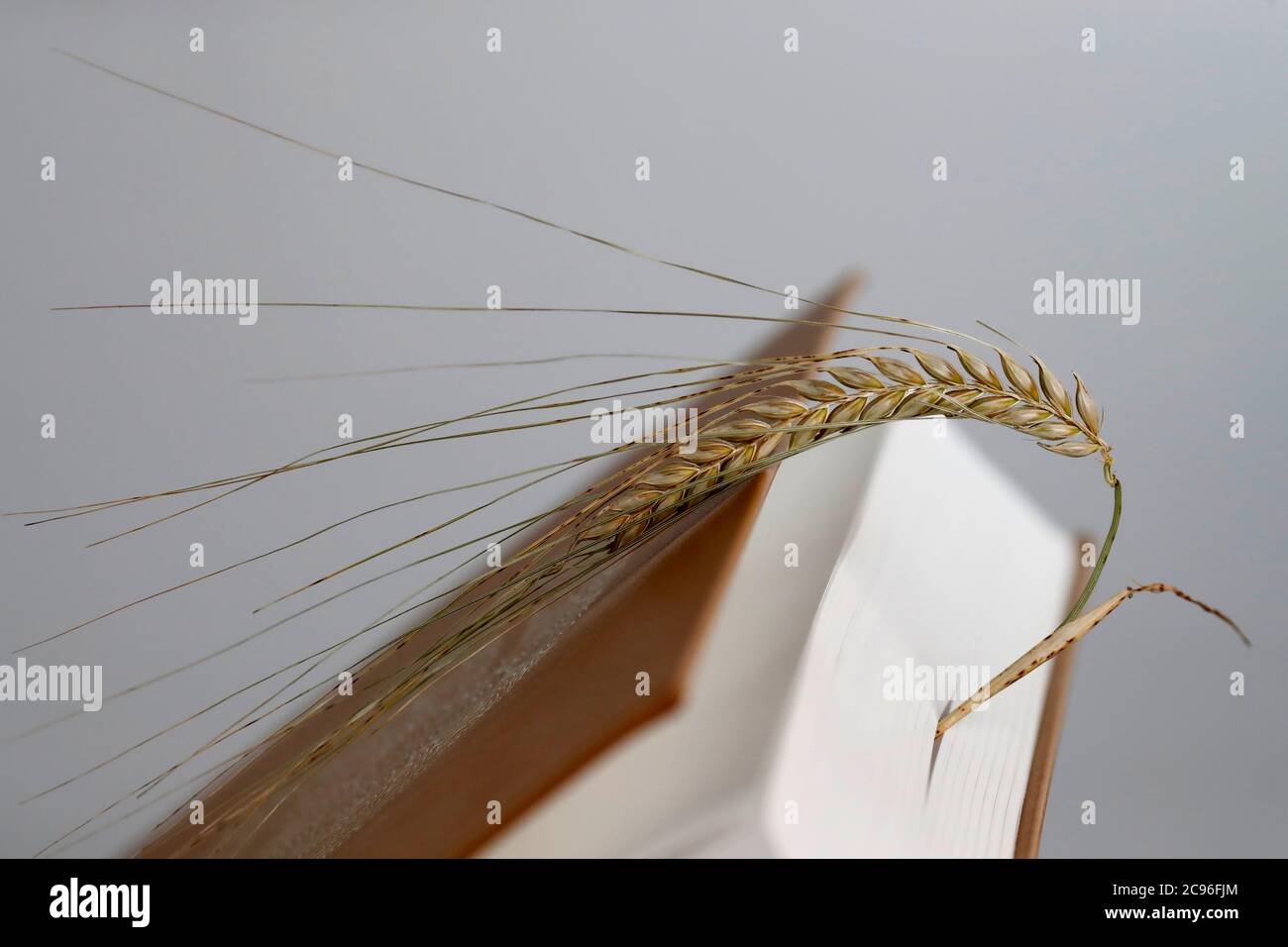 La lecture et l'oreille du blé comme symbole de la nourriture spirituelle et physique. France. Banque D'Images