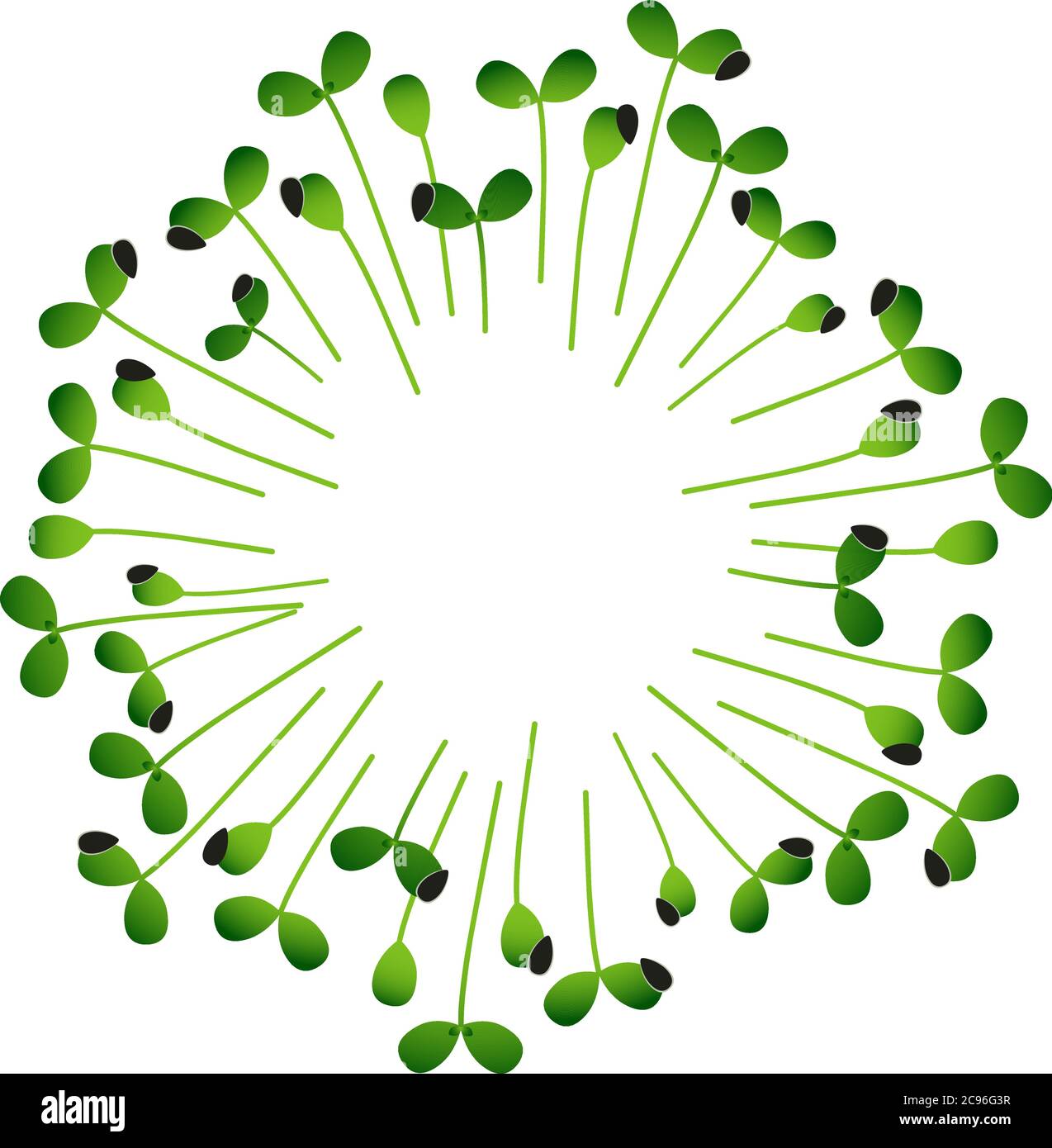 Tournesol Microgreens. Disposés en cercle. Arrière-plan blanc Illustration de Vecteur