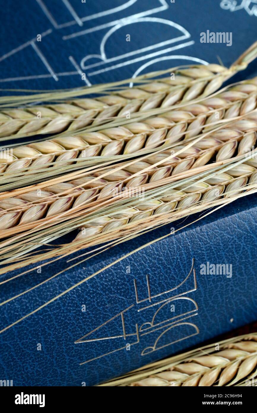 Bible et oreilles de blé comme symbole de la nourriture spirituelle et physique. France. Banque D'Images