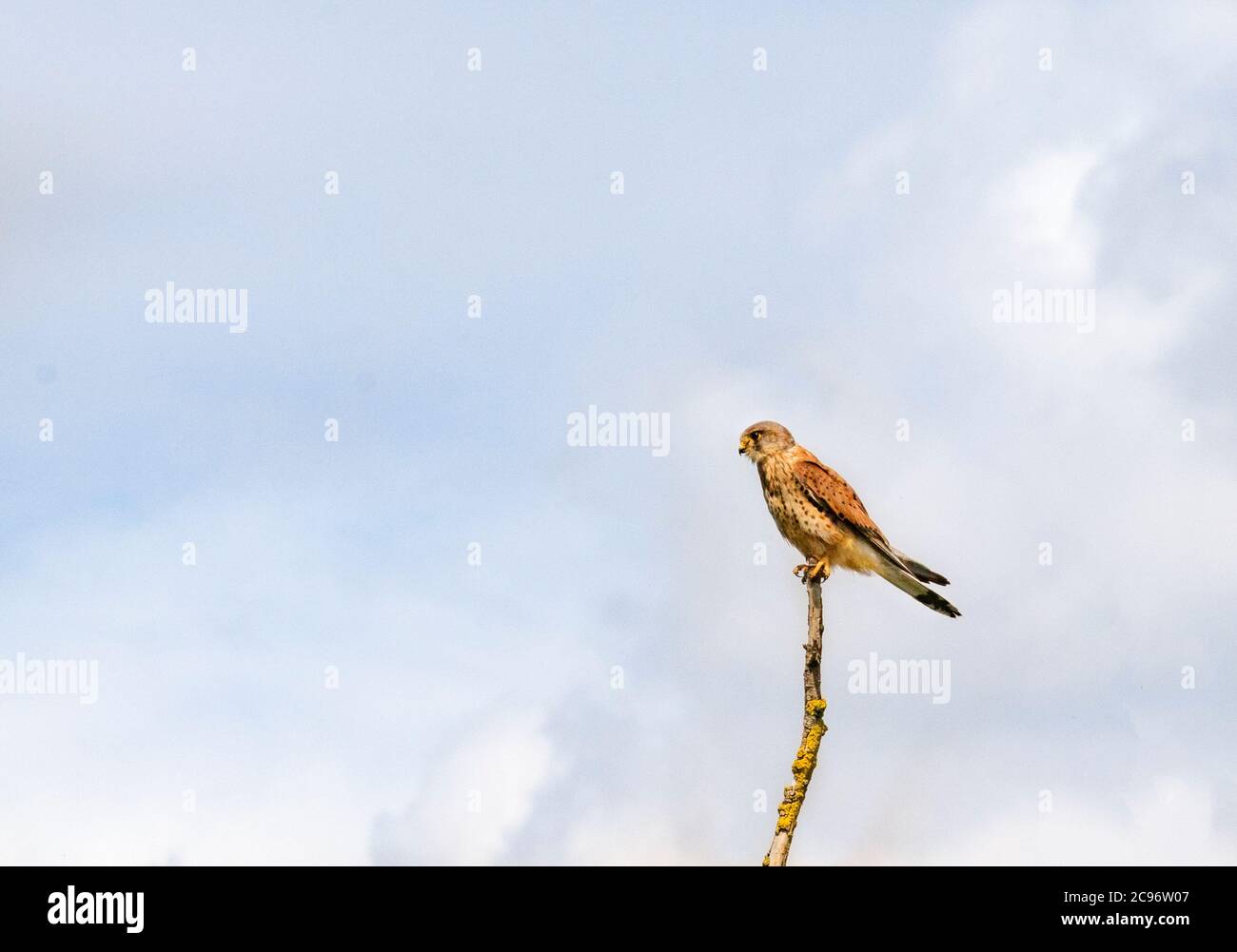 Kestrel, Falco tinnunculus, perché sur une branche de la rivière Cam à Cabridgeshire, été 2020, Royaume-Uni. Banque D'Images