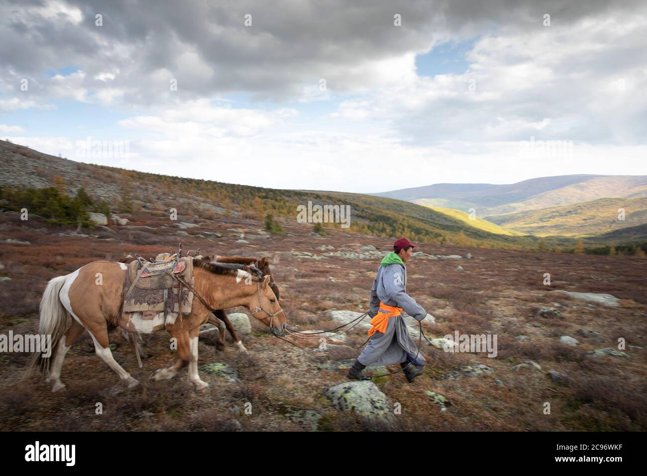 Homme mongol avec des chevaux dans un paysage du nord de la Mongolie Banque D'Images