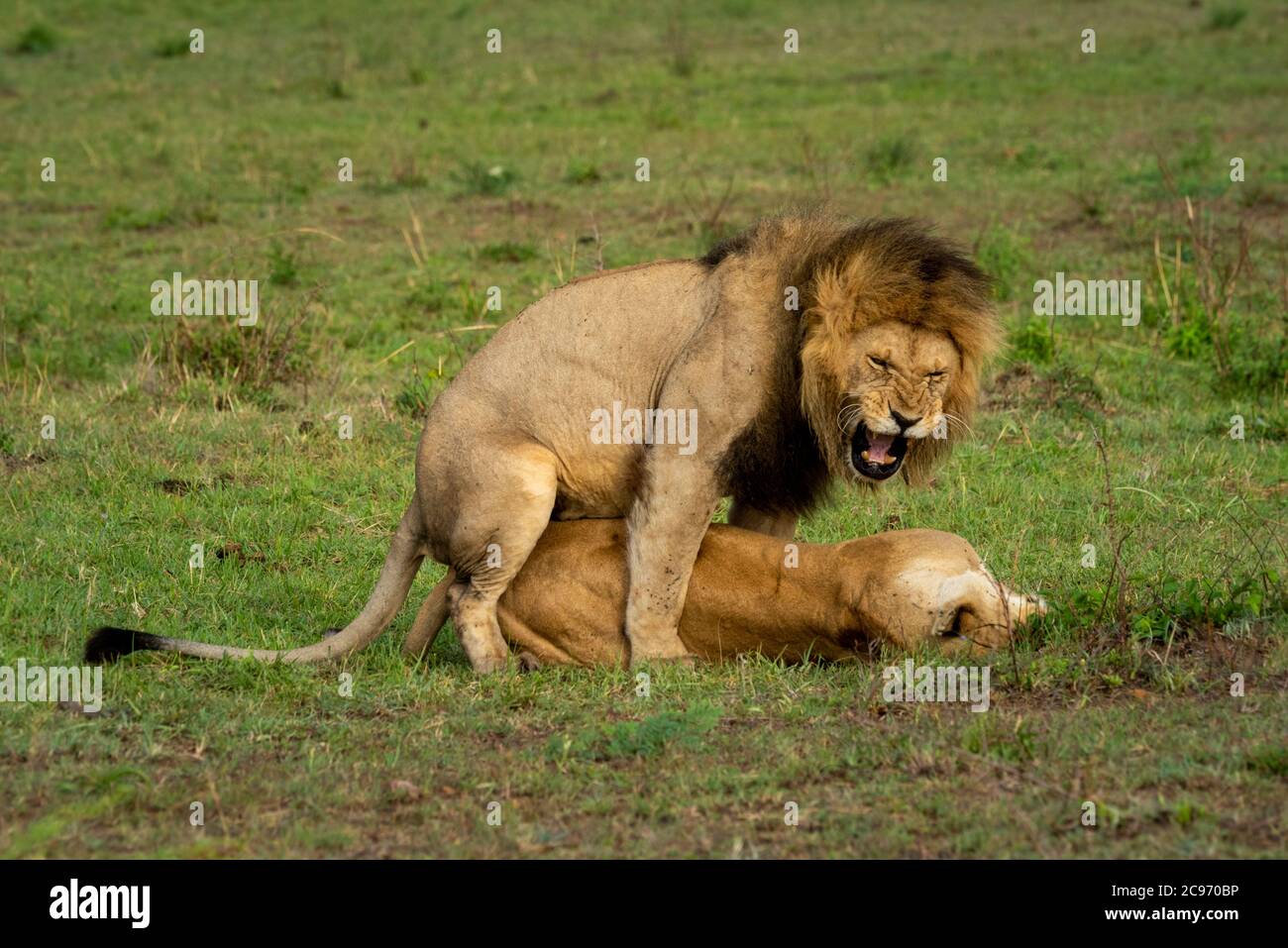 Le lion mâle croque tout en s'accouptant avec la femelle Banque D'Images
