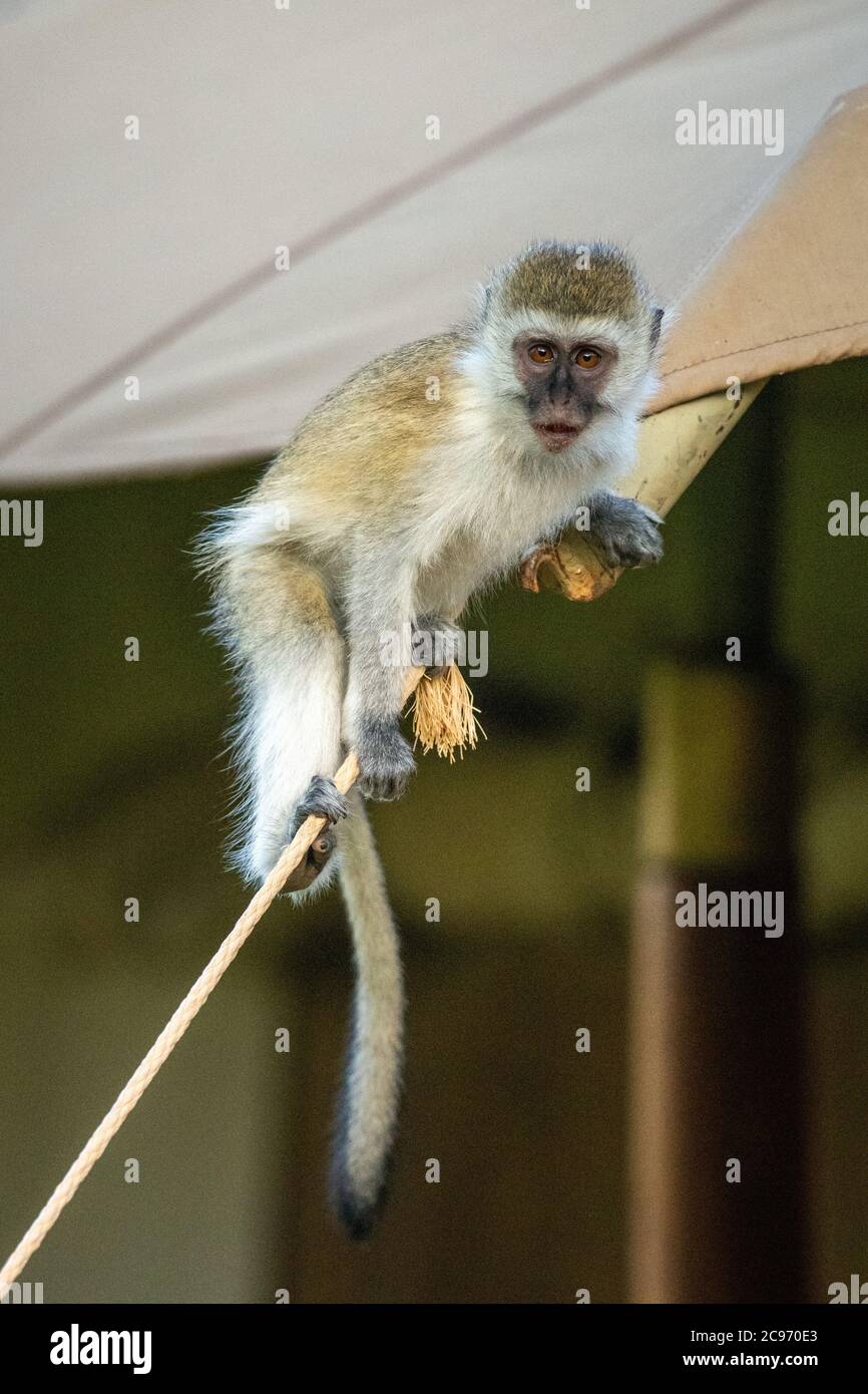 Le singe vervet se tient sur une caméra pour la raquette Banque D'Images