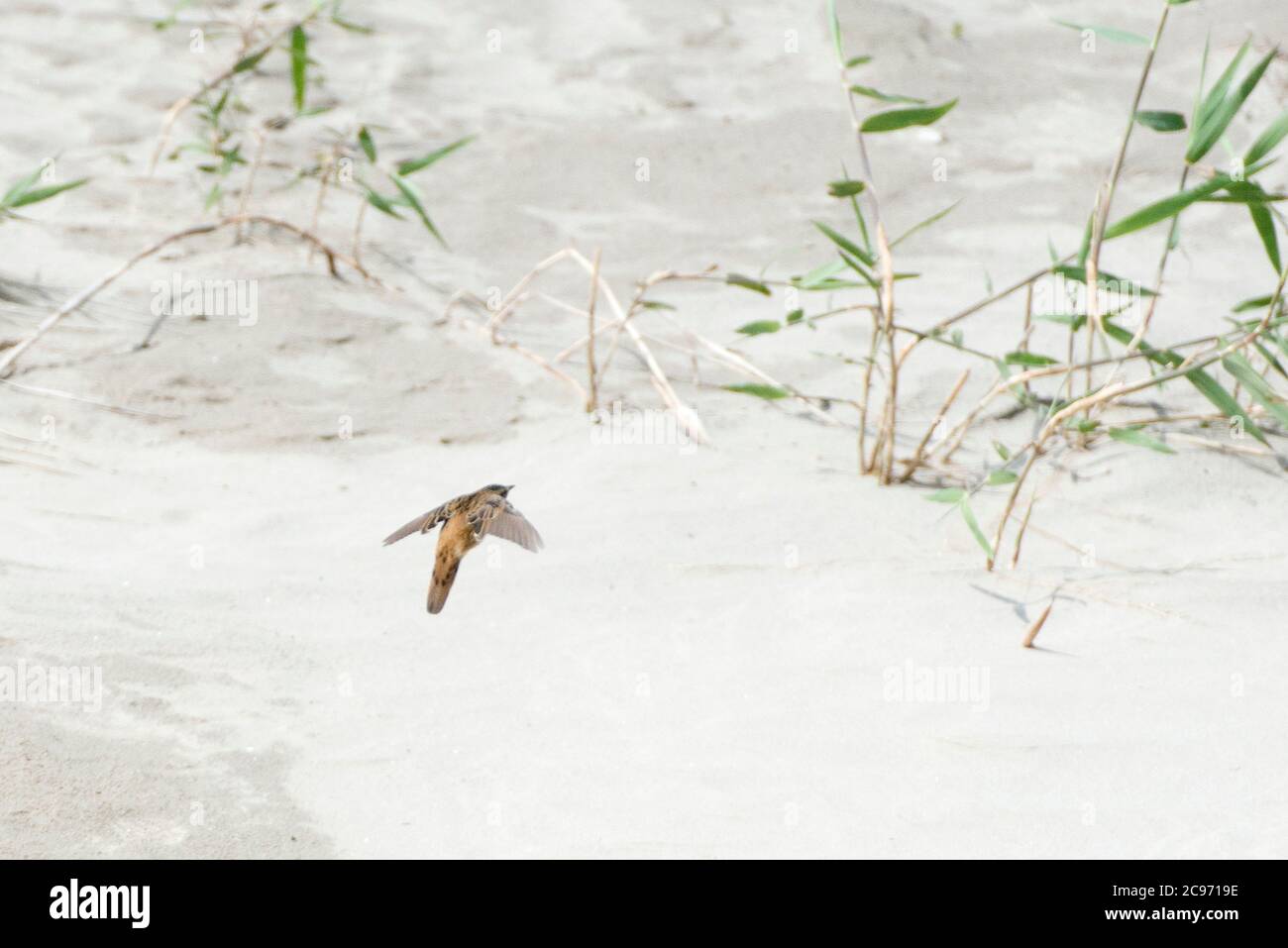 Paruline à sauterelle de Pallas (Locustella certhiola), adulte volant bas au-dessus du sol, Chine Banque D'Images