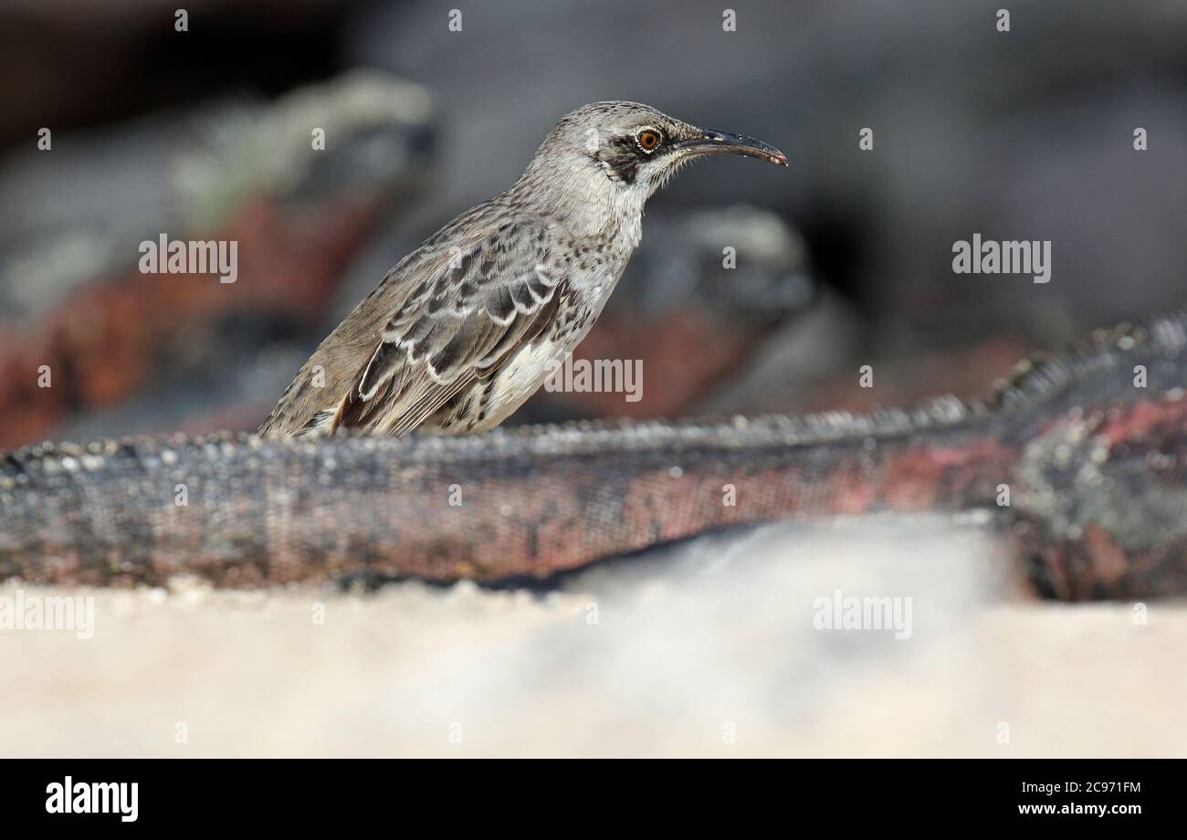 Hood mockingbird, Espanola mockingbird (Nesomimus parvulus macdonaldi, Nesomimus macdonaldi), recherche sur la plage, Équateur, Îles Galapagos, Espanola Banque D'Images